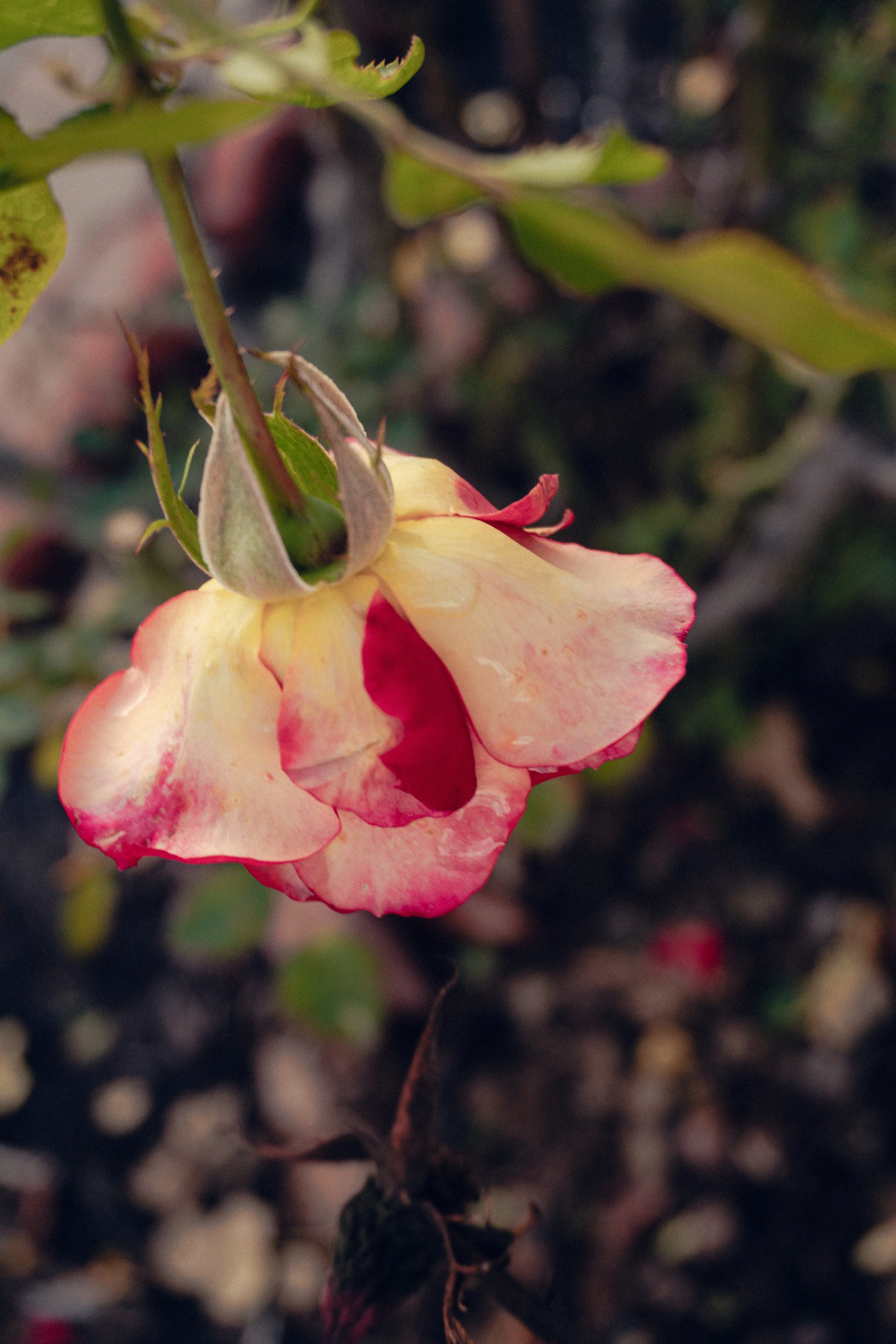 2026_red_white_rose_grandmas_garden_web.jpg