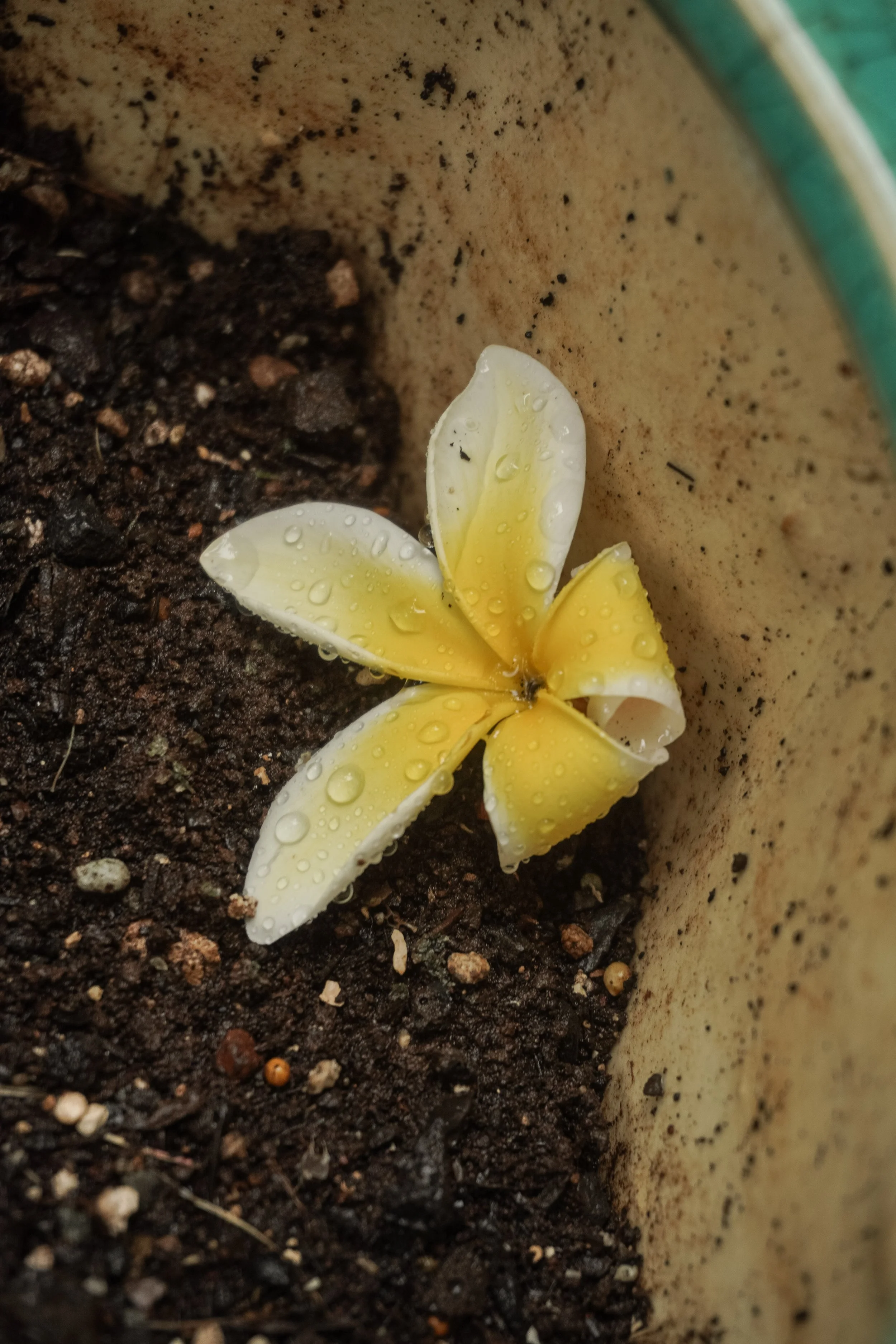 2026.05.17__AFTERTHERAIN_Plumeria_2000x2400-3.jpg