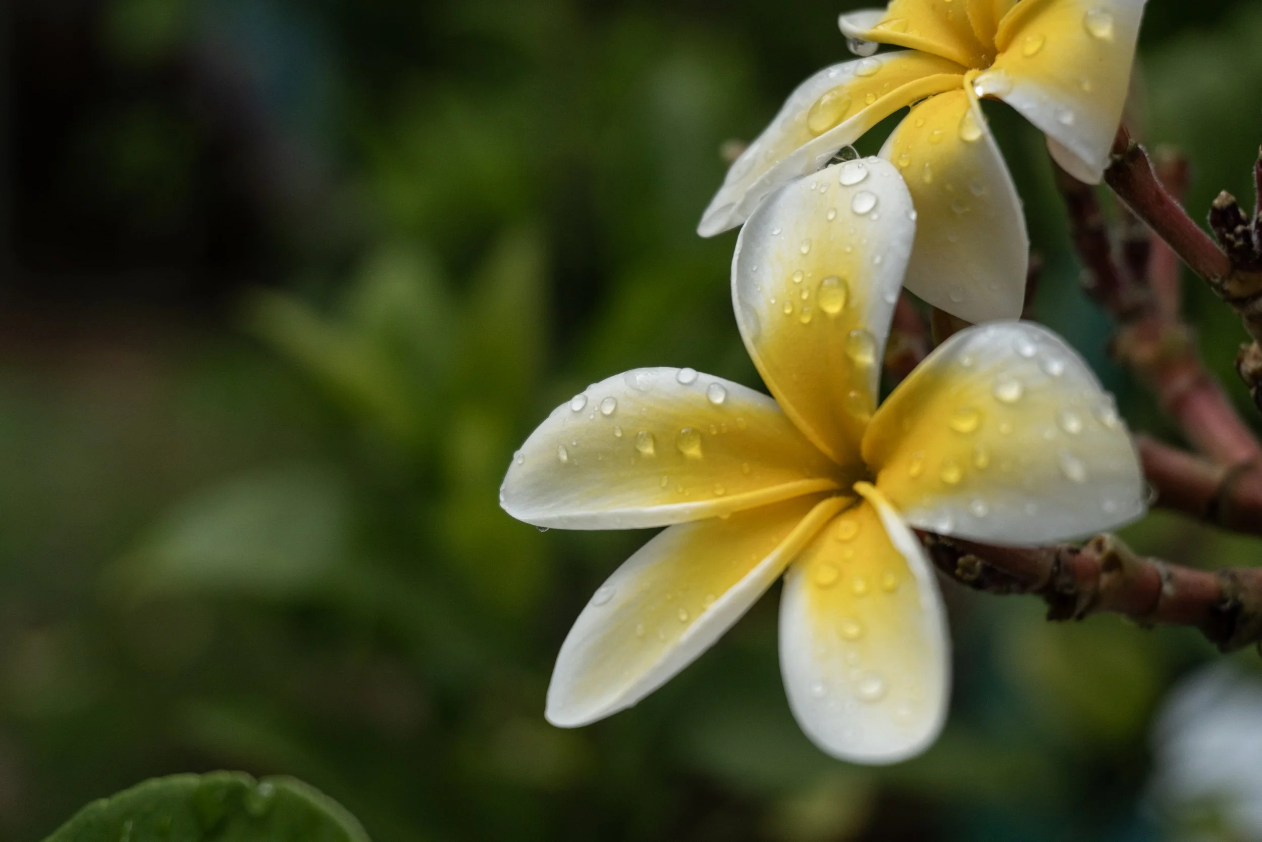 JP_1500_V_raindrops_on_yellow_plumeria.jpg