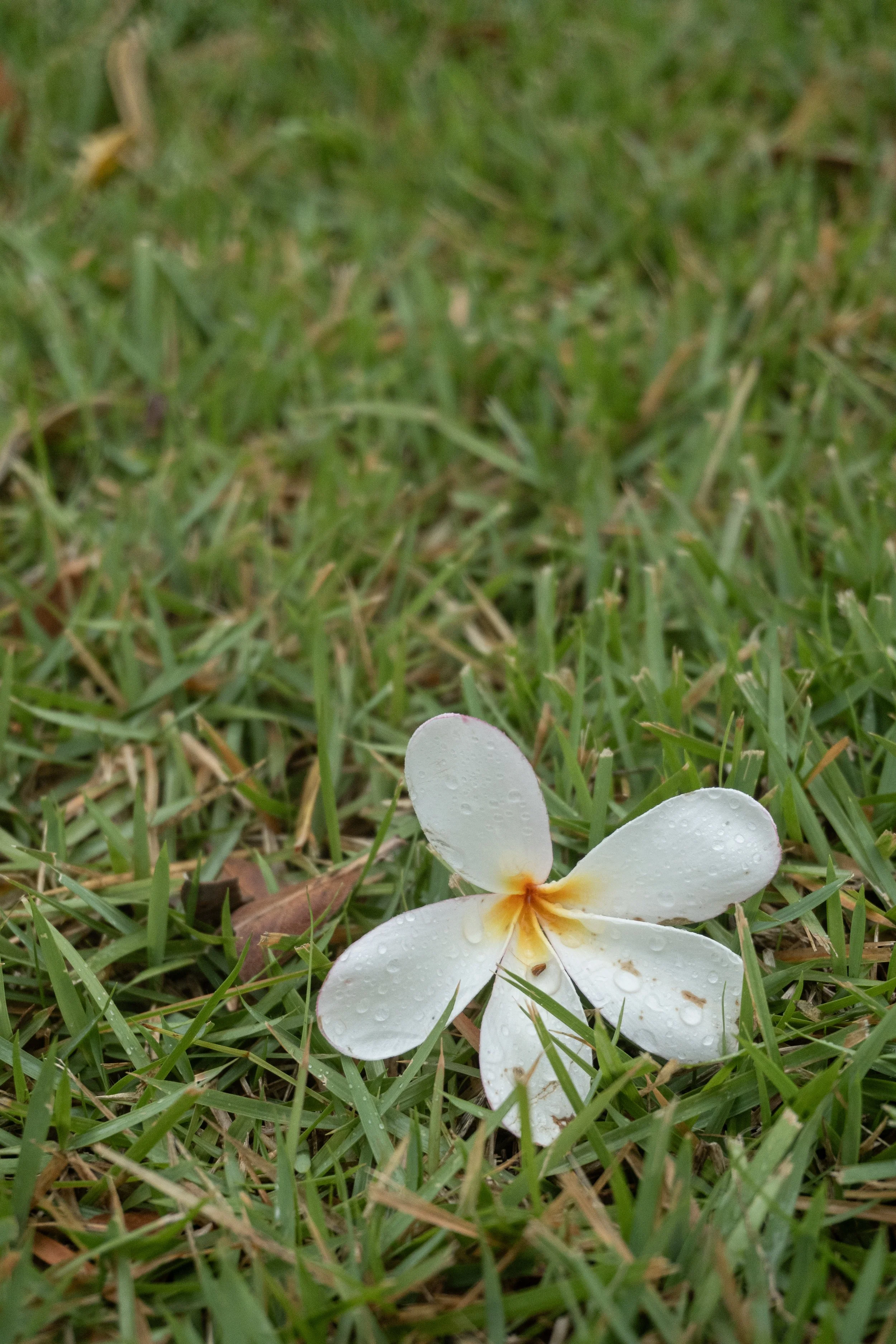 2026.05.17__AFTERTHERAIN_Plumeria_2000x2400-11.jpg