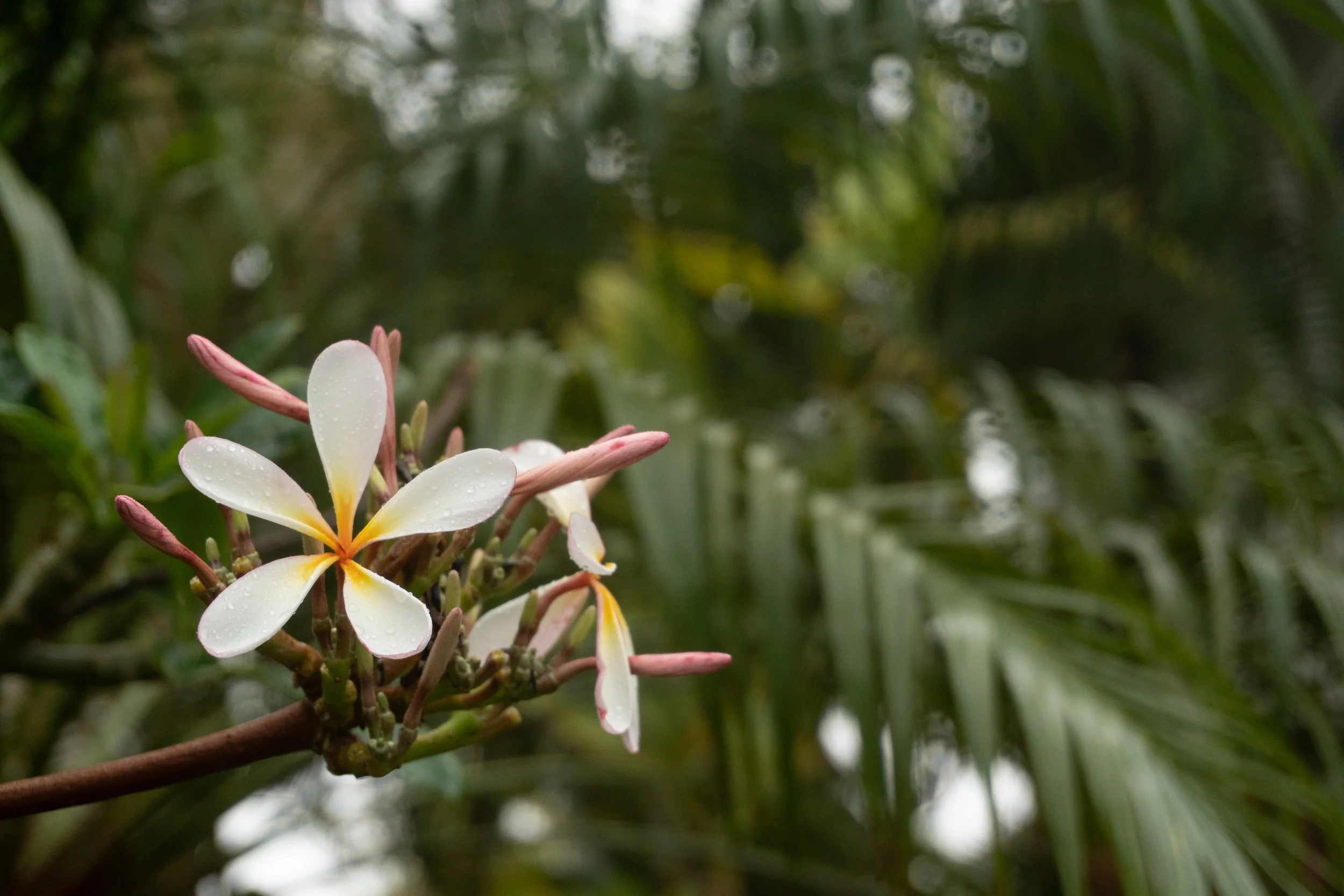 2026_plumeria_skinny_palms_after_the_rain_PrintMatte_300ppi_AdobeRGB.jpg