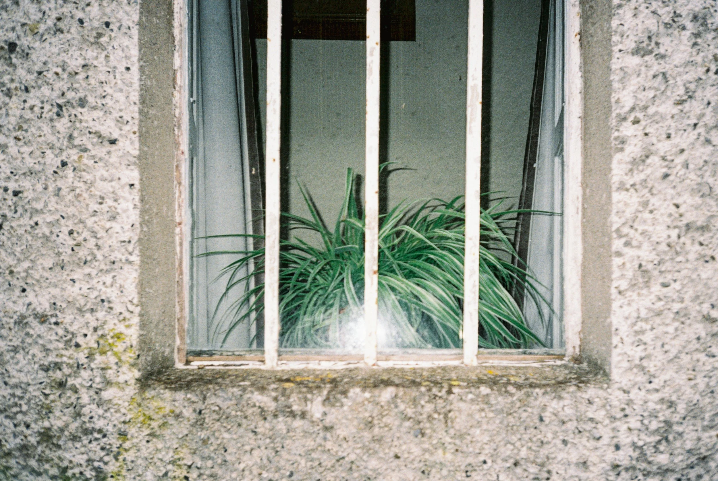 A window with white metal bars on a textured cement wall, showing a green plant inside the building.