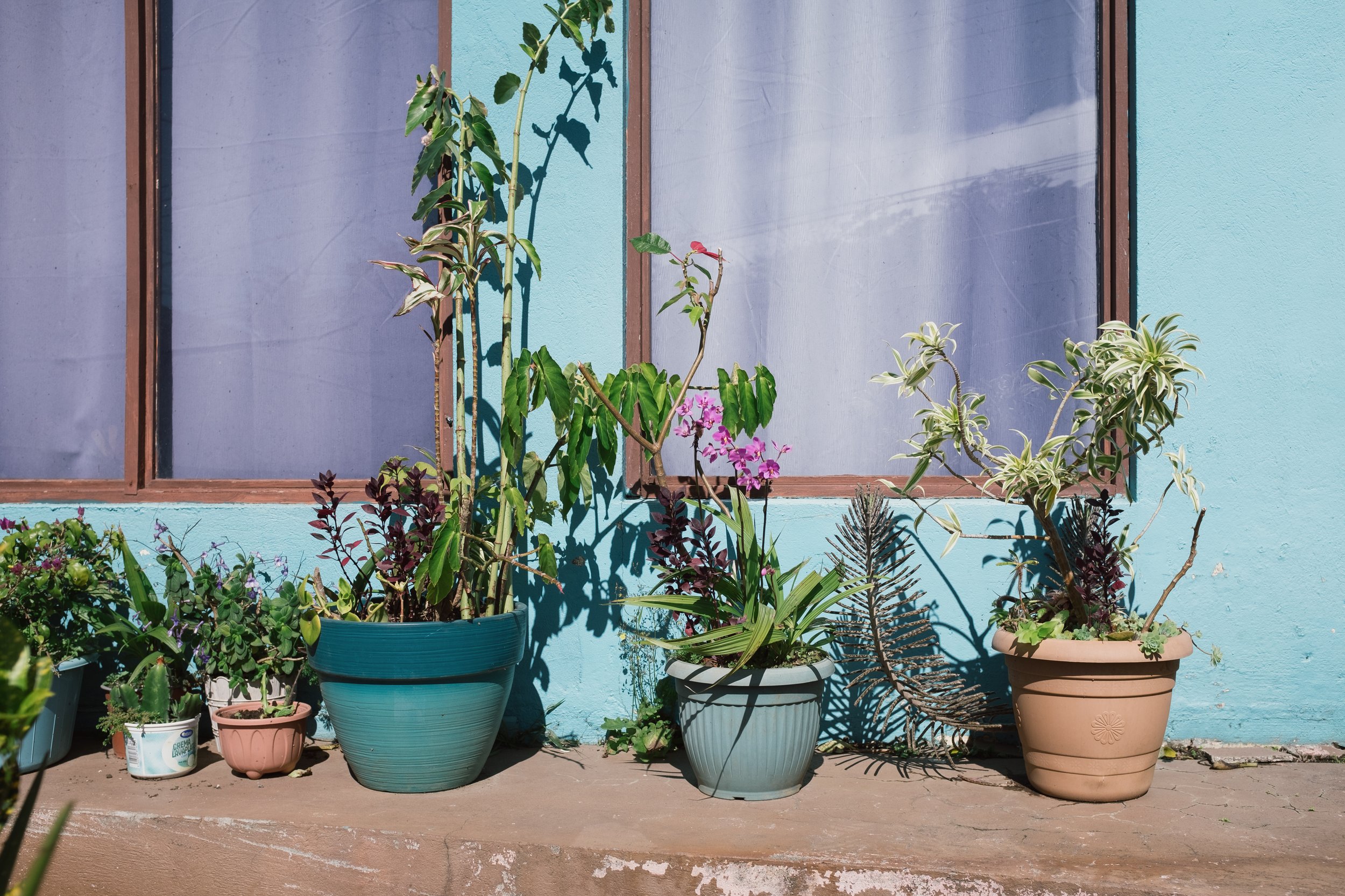 Potted plants and flowers outside a aqua-colored wall with windows, casting shadows on the wall under sunlight.