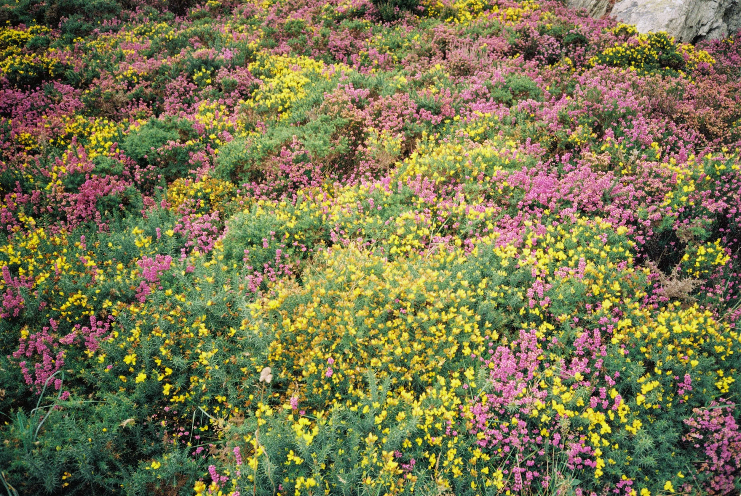 A field of colorful wildflowers, including pink and yellow blooms, with some rocks visible in the background.