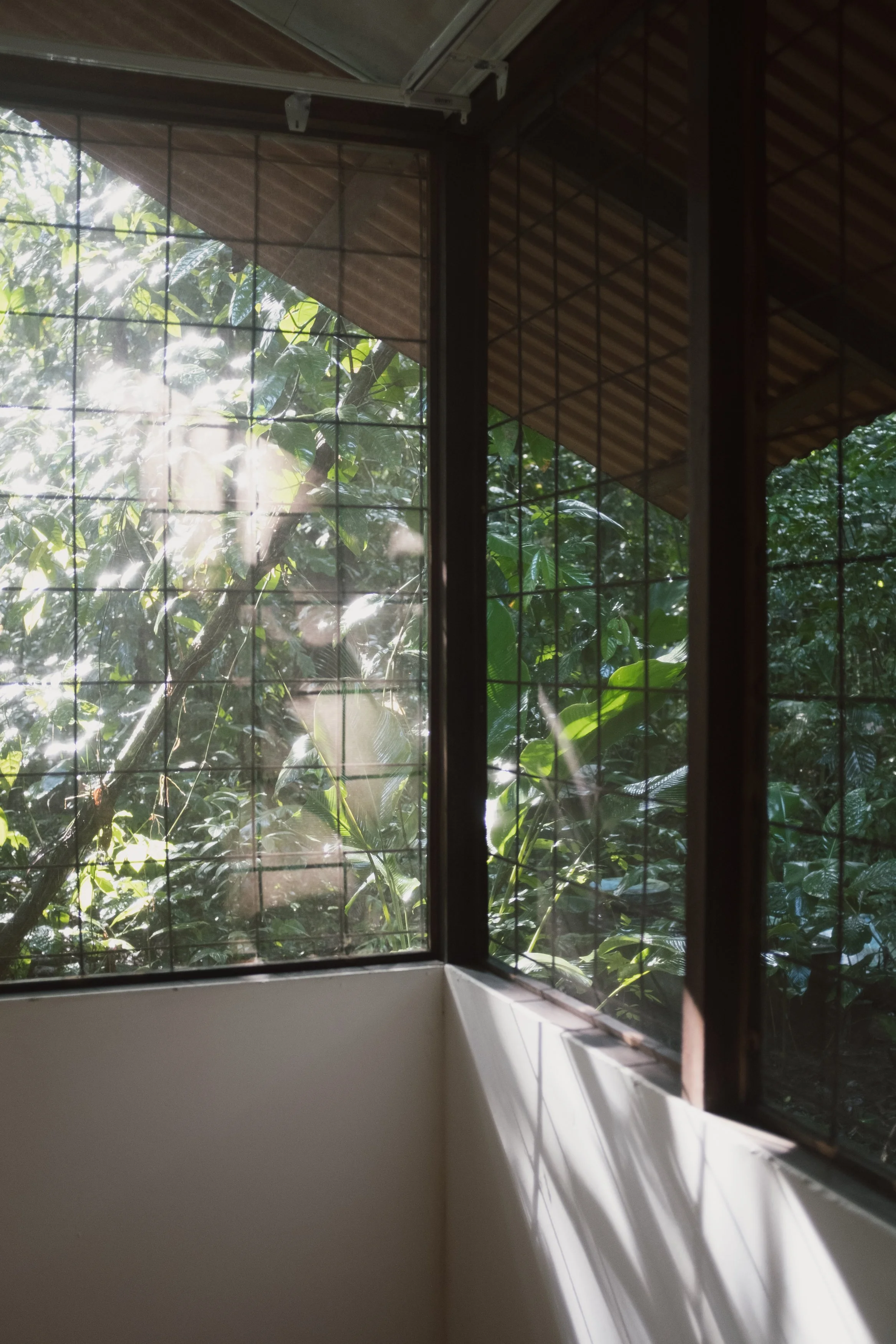 View of green foliage and sunlight outside a room with a metal grid window.