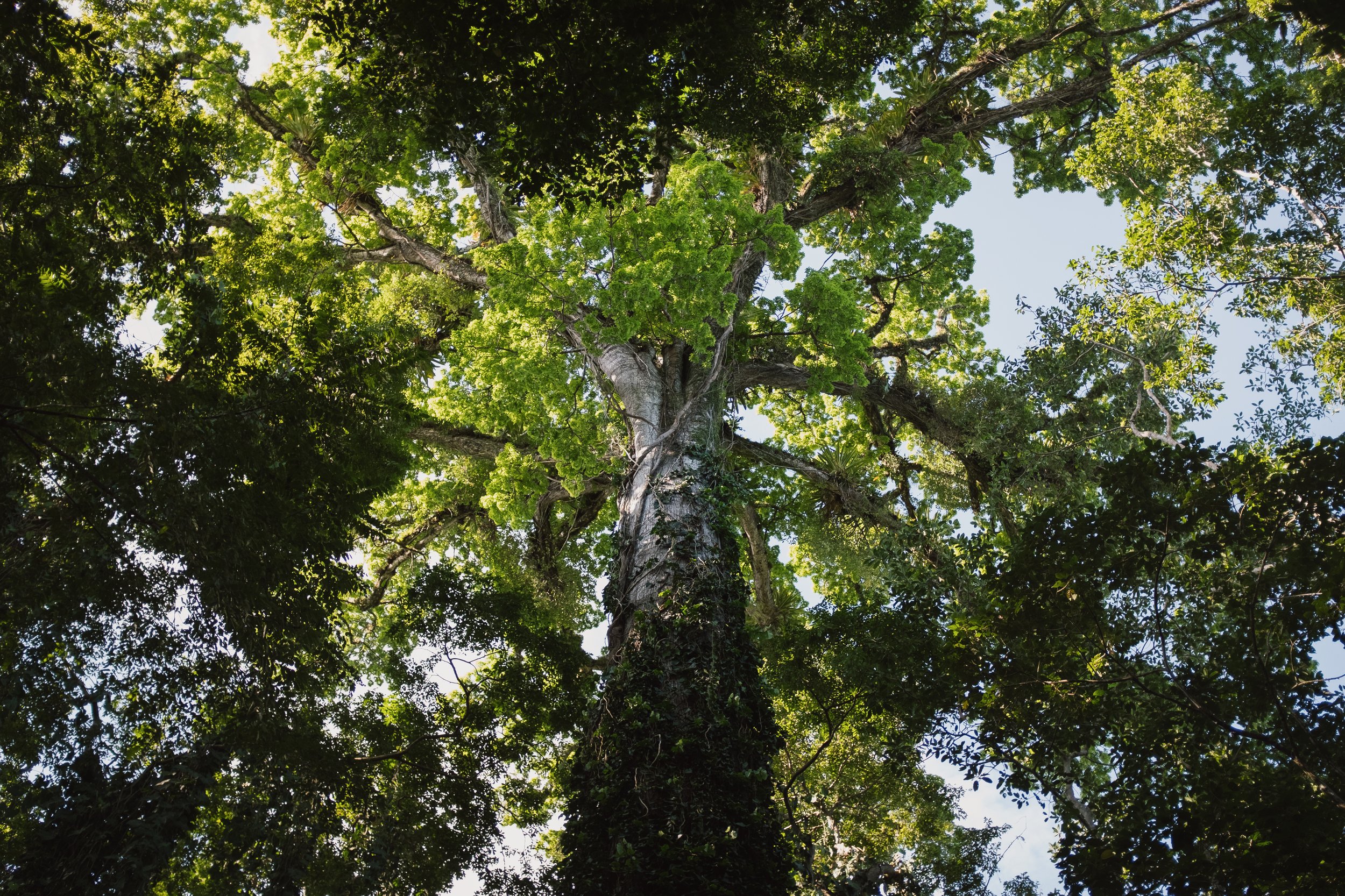 Looking up at a tall tree with a thick trunk and green foliage against a blue sky.
