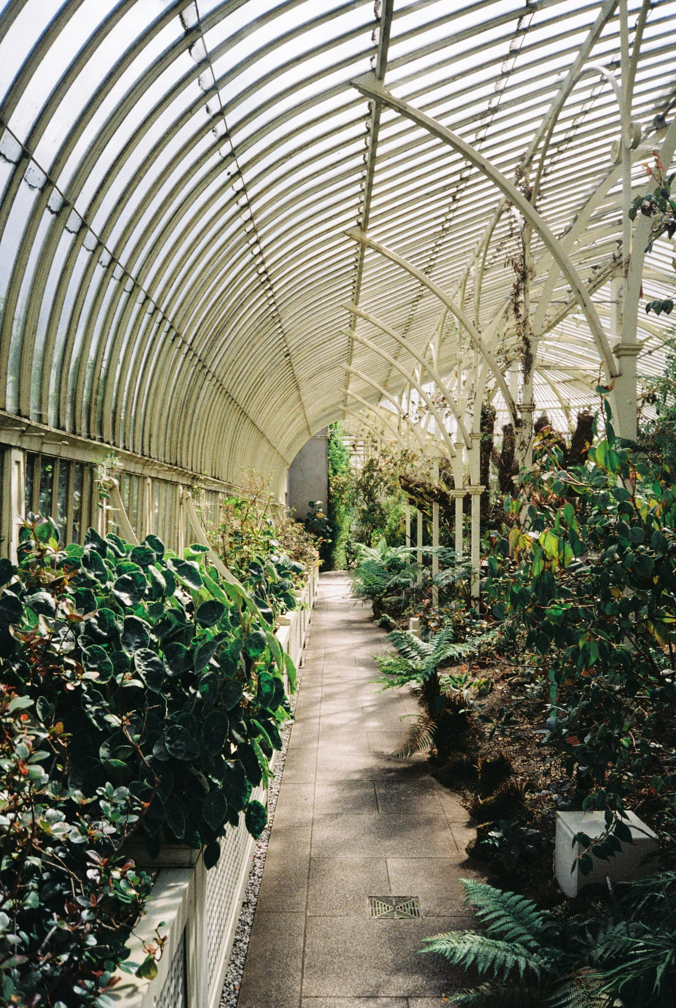Inside a greenhouse with a curved glass roof, plants along a concrete walkway, sunlight filtering through the roof.