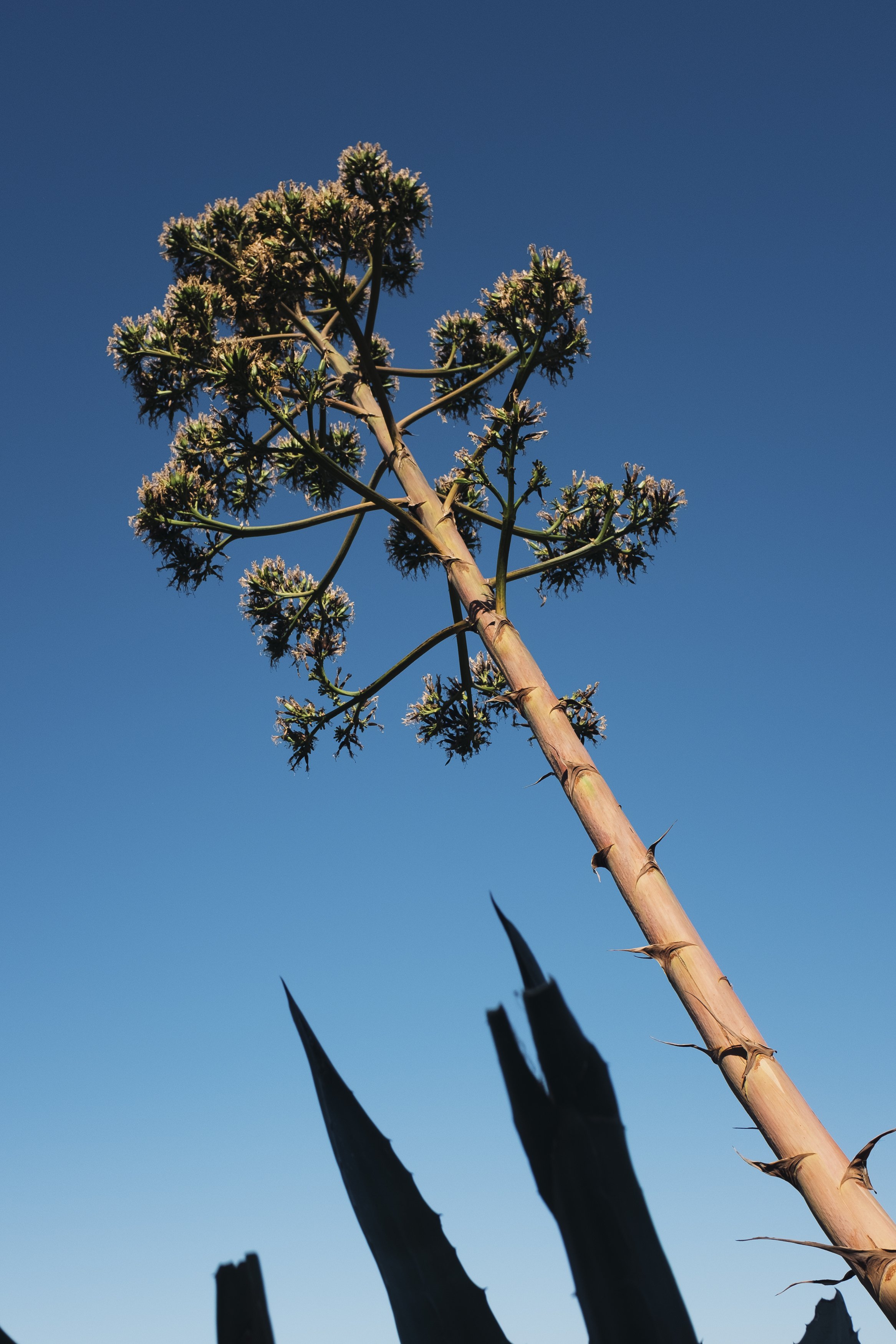 A tall, flowering plant with a thick, spiky stem and clusters of small purple flowers at the top, against a clear blue sky.