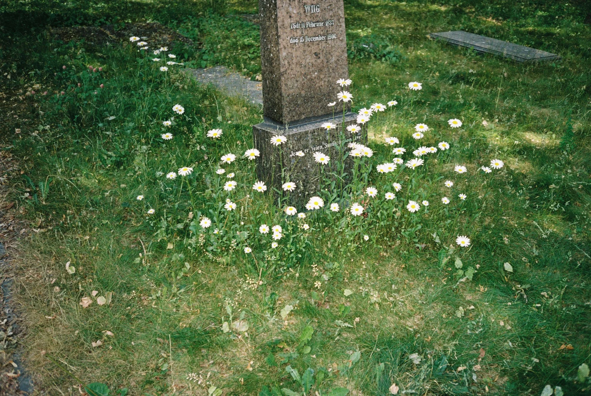 A cemetery with a granite headstone surrounded by white daisies and green grass.