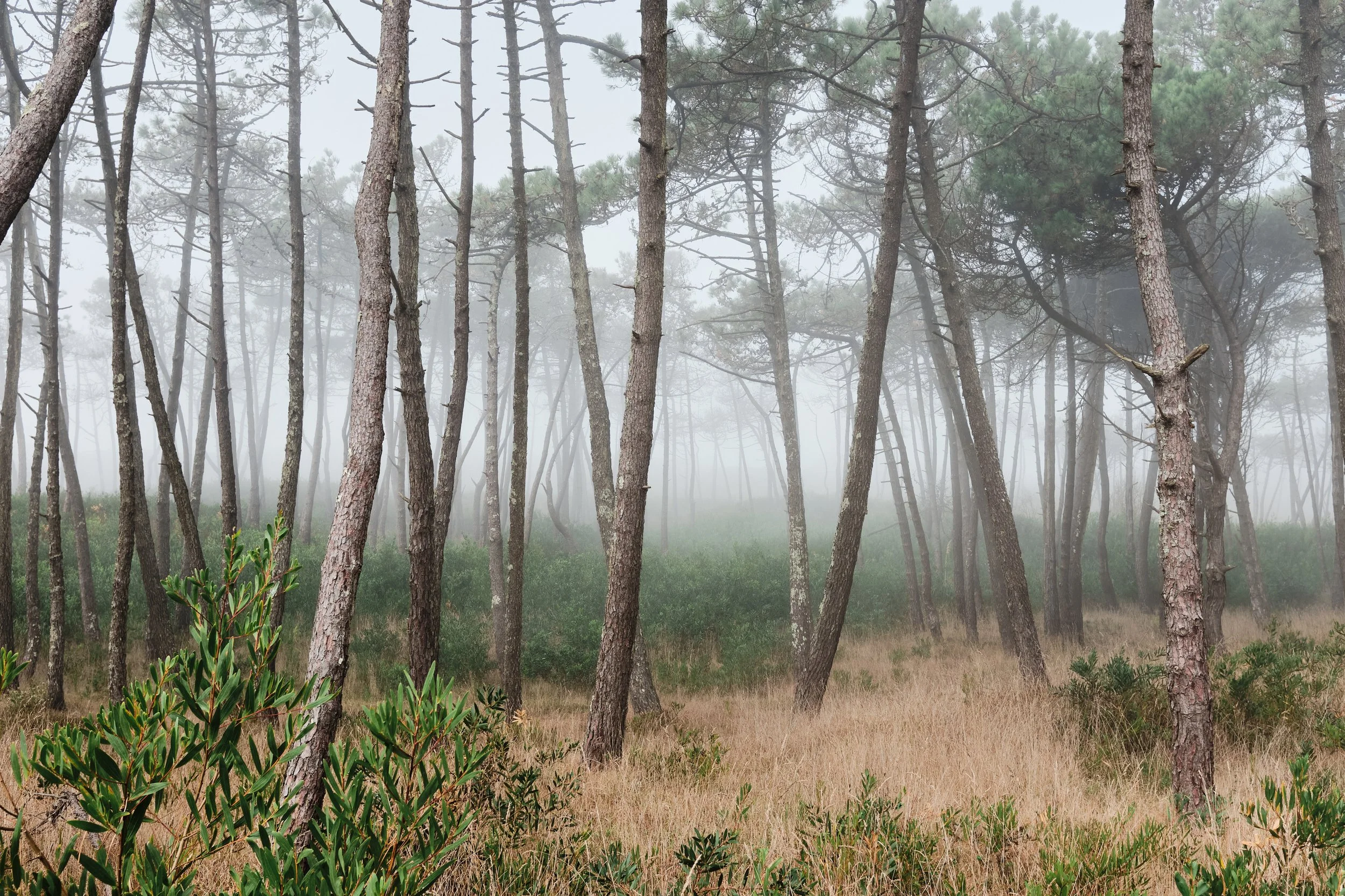 foggy forest with tall, thin pine trees and green shrubs on the forest floor.