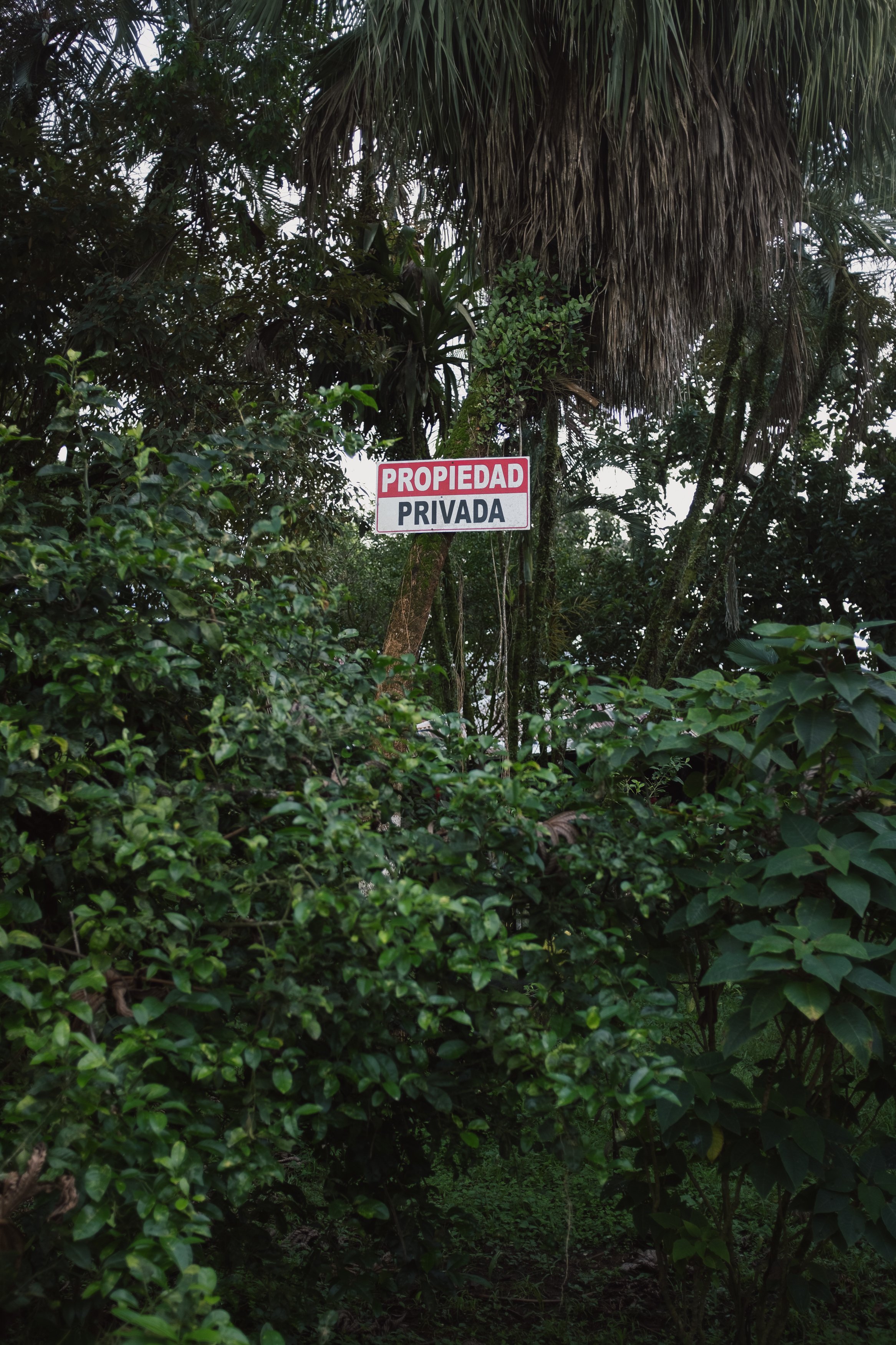 A sign on a tree that reads 'Propiedad Privada' (Private Property) in Spanish, surrounded by dense green foliage in a tropical environment.