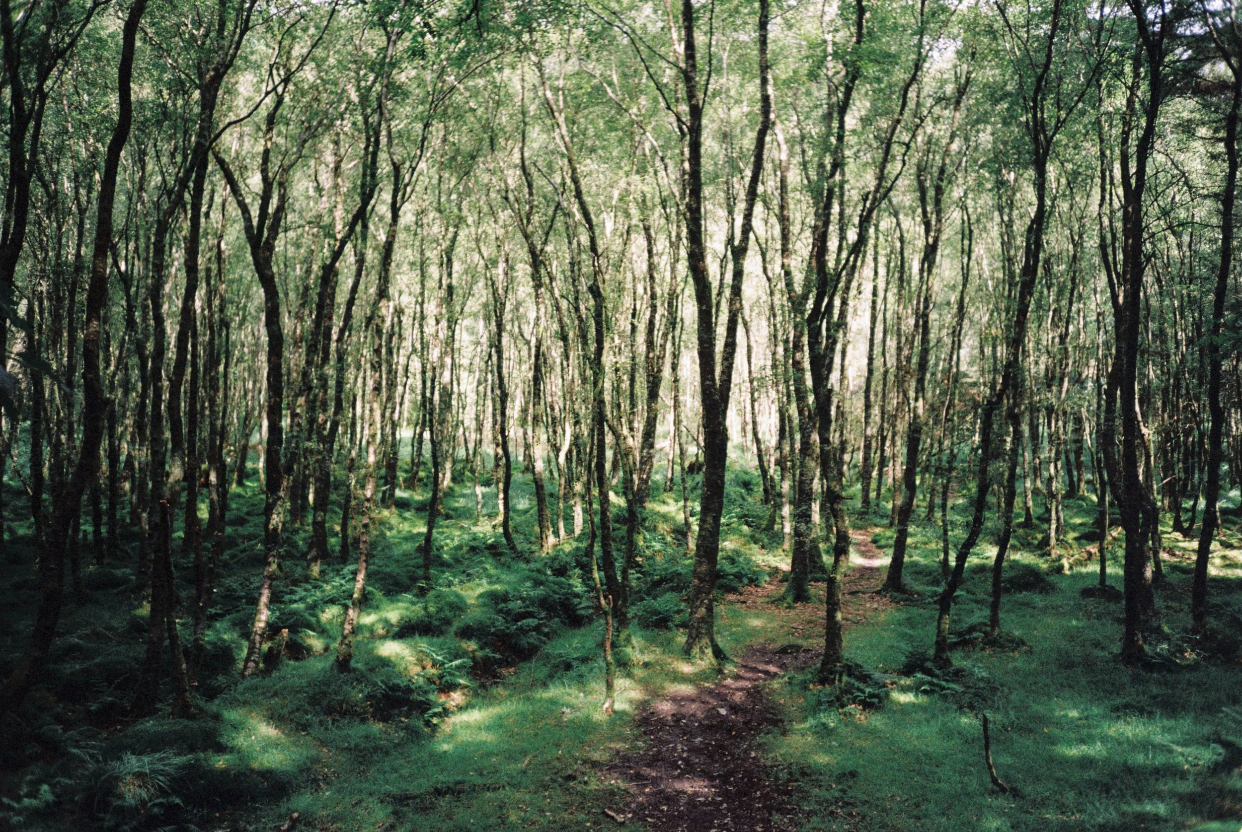 A lush green forest with tall, slender trees and a small dirt path winding through the undergrowth.