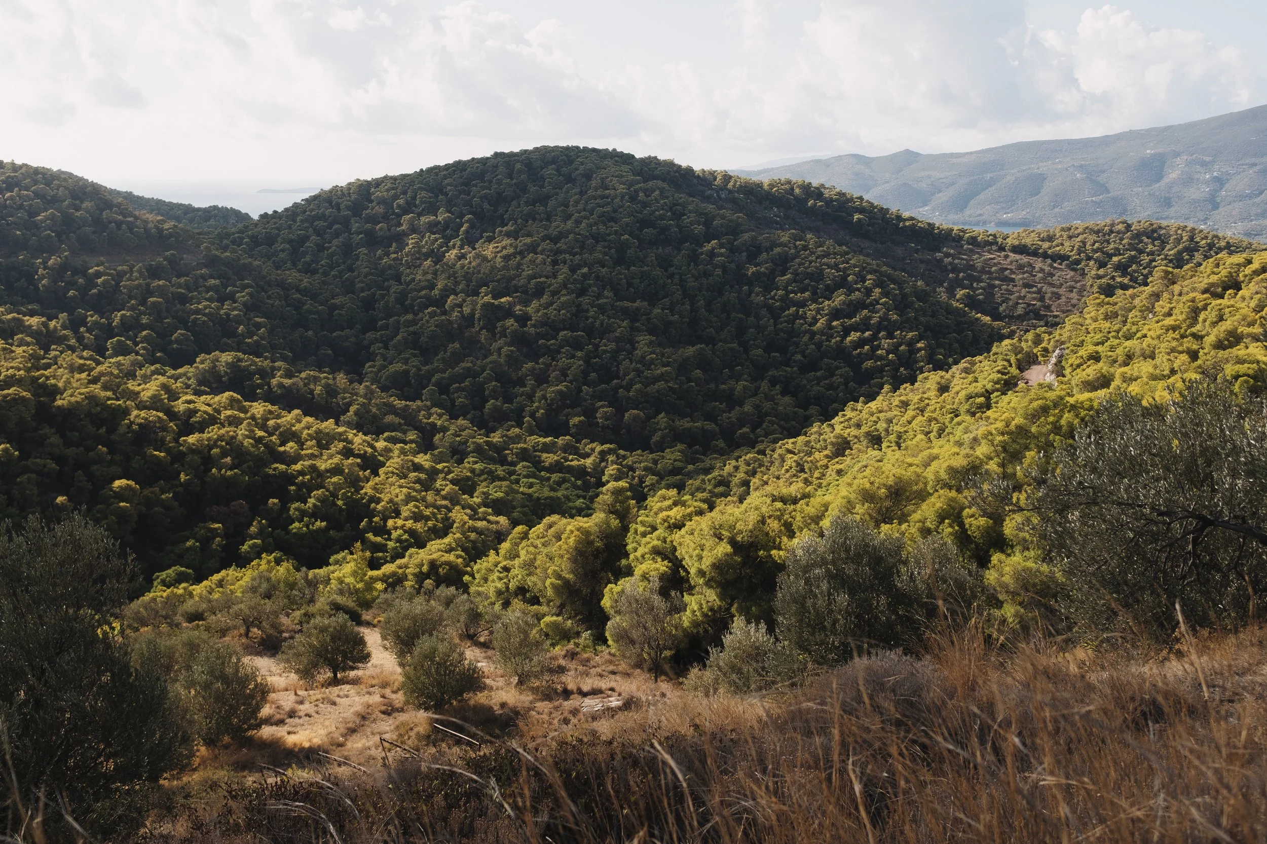 Hilly landscape with dense green trees covering the mountains, some dry grass and trees in the foreground, partly cloudy sky, distant mountains and a hint of ocean in the background.