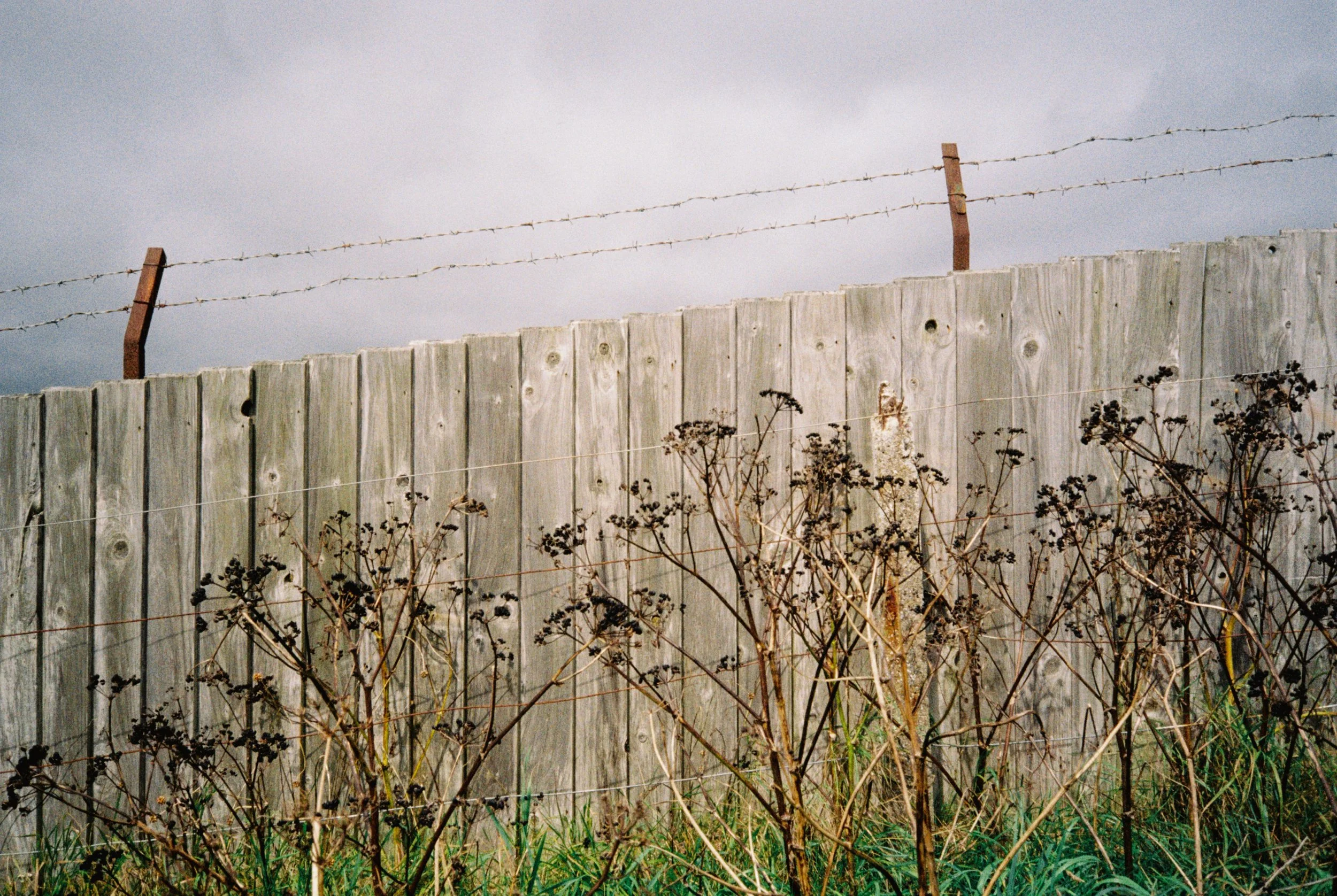 A weathered wooden fence with barbed wire on top, dry plants in front, green grass at the base, and a cloudy sky in the background.