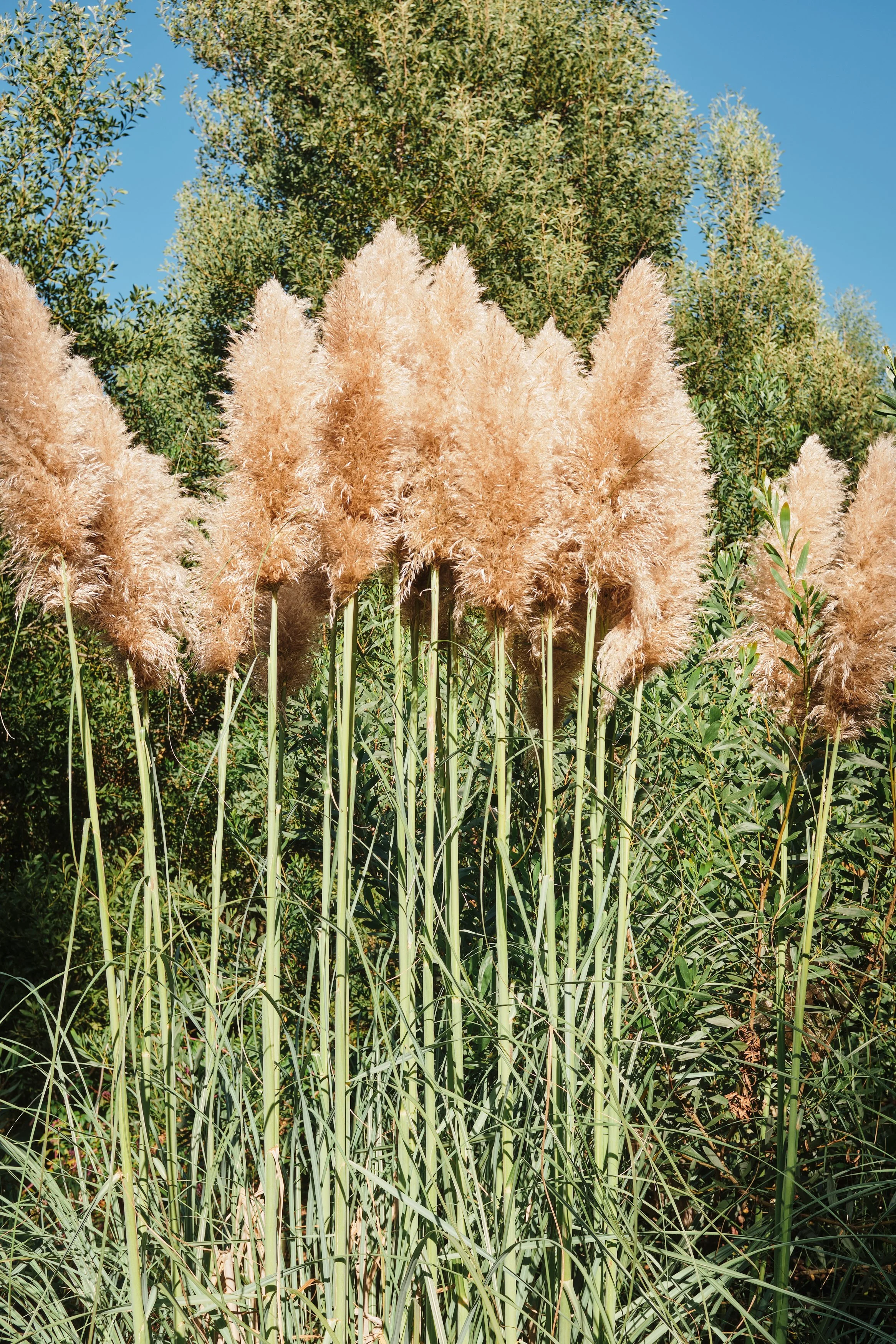 Tall pampas grass with beige fluffy plumes against green trees and a clear blue sky.