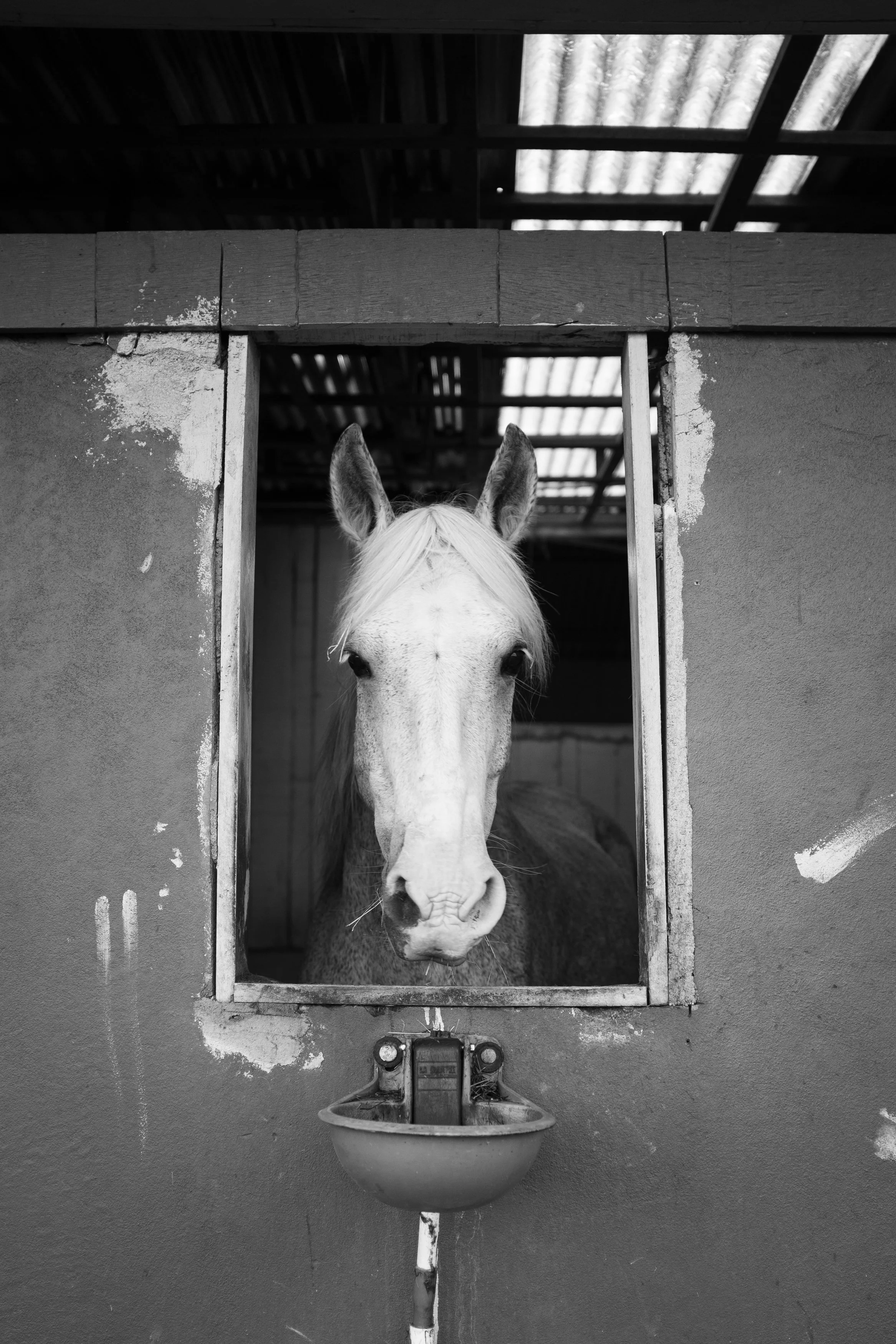 A white horse looking out from a stall in a barn.
