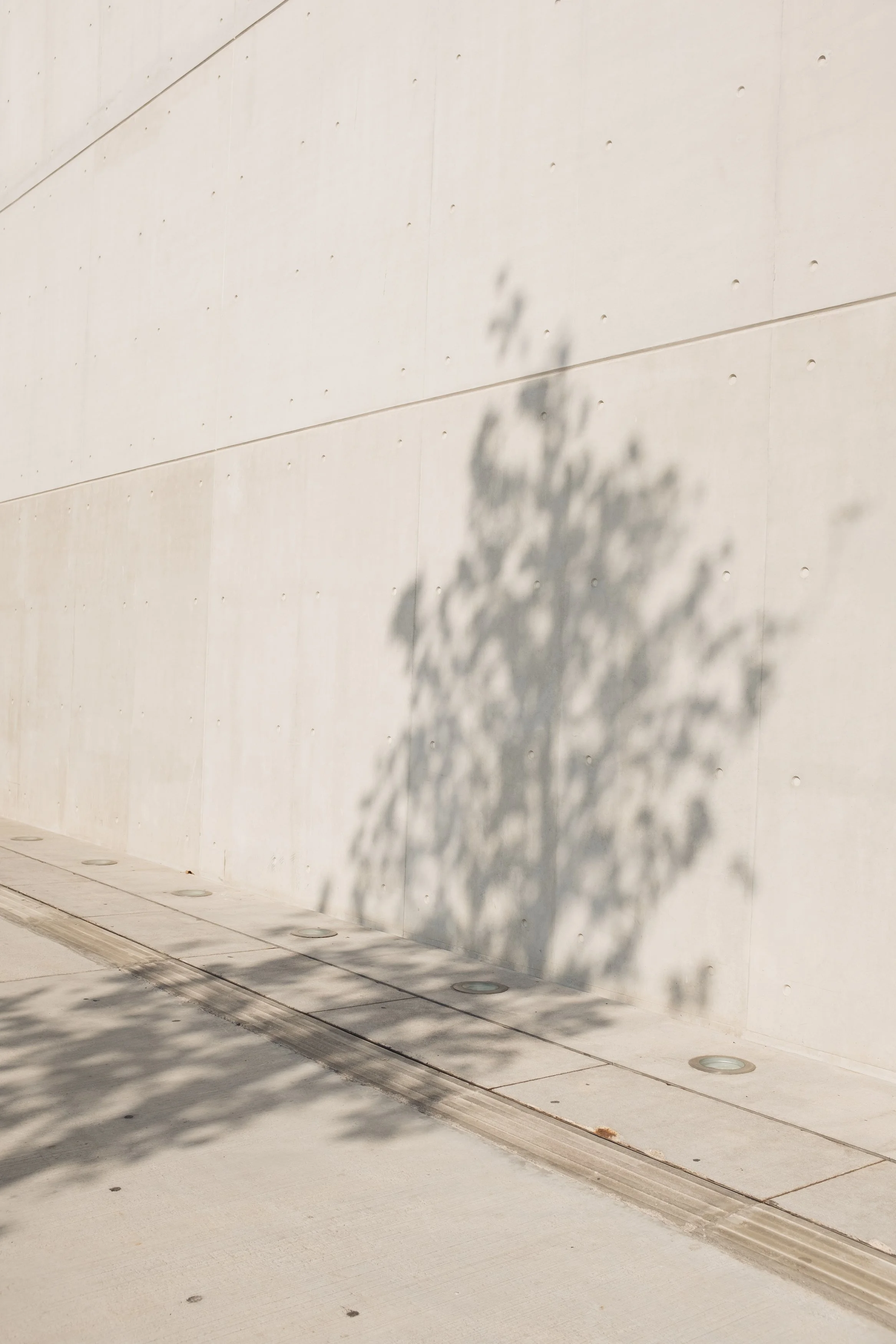 Shadow of a tree cast on a plain, light-colored wall and sidewalk in sunlight.