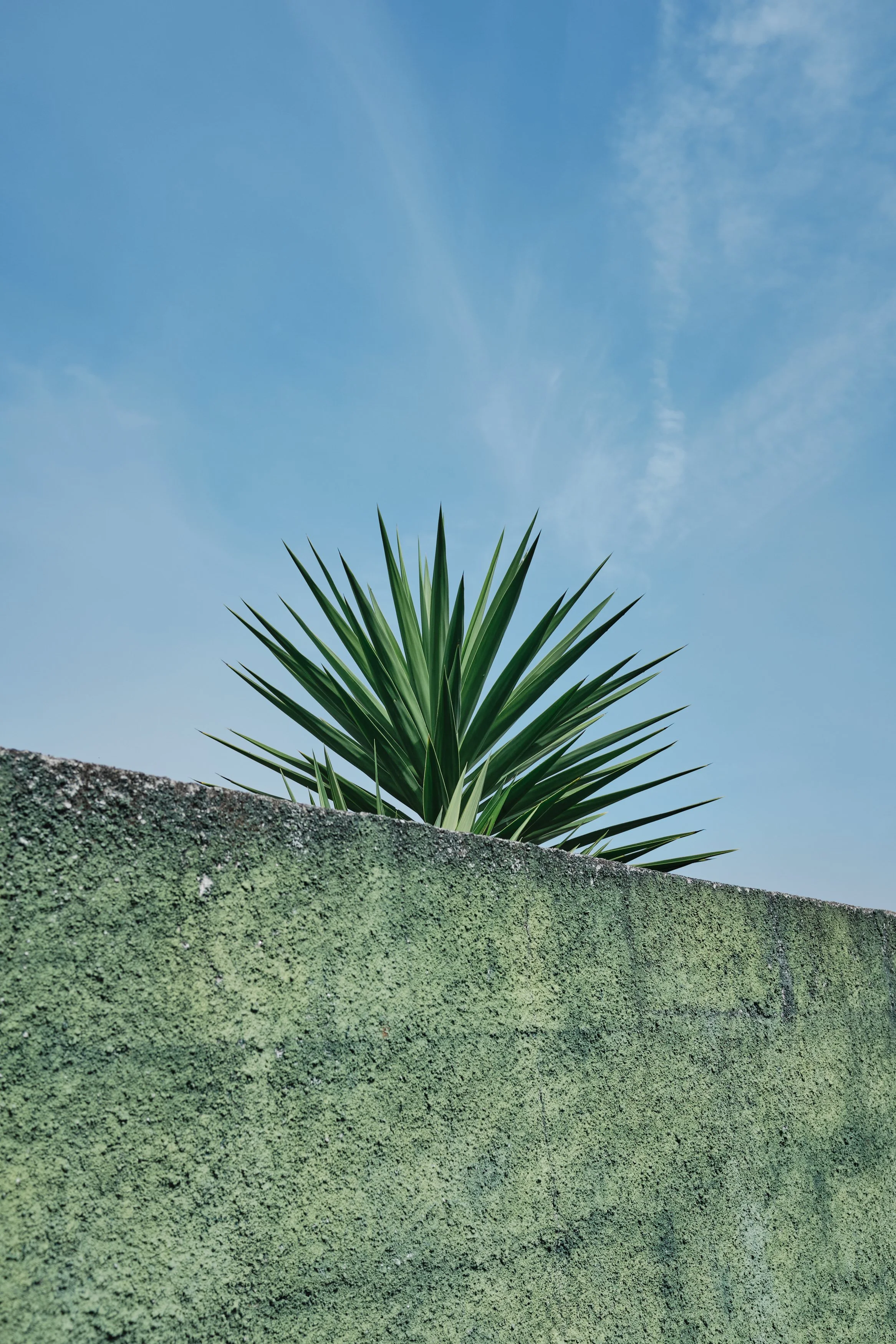 A green palm plant behind a moss-covered concrete wall with a blue sky and wispy clouds in the background.