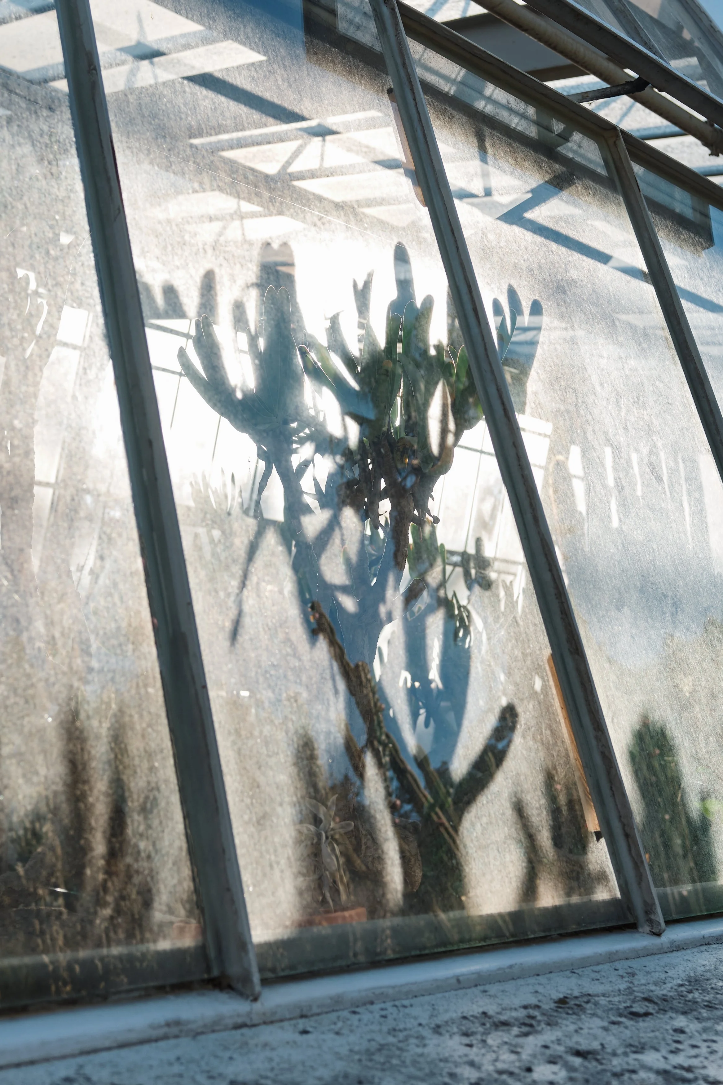 A cactus plant seen through a glass window, with sunlight creating leaf-shaped shadows inside the greenhouse.