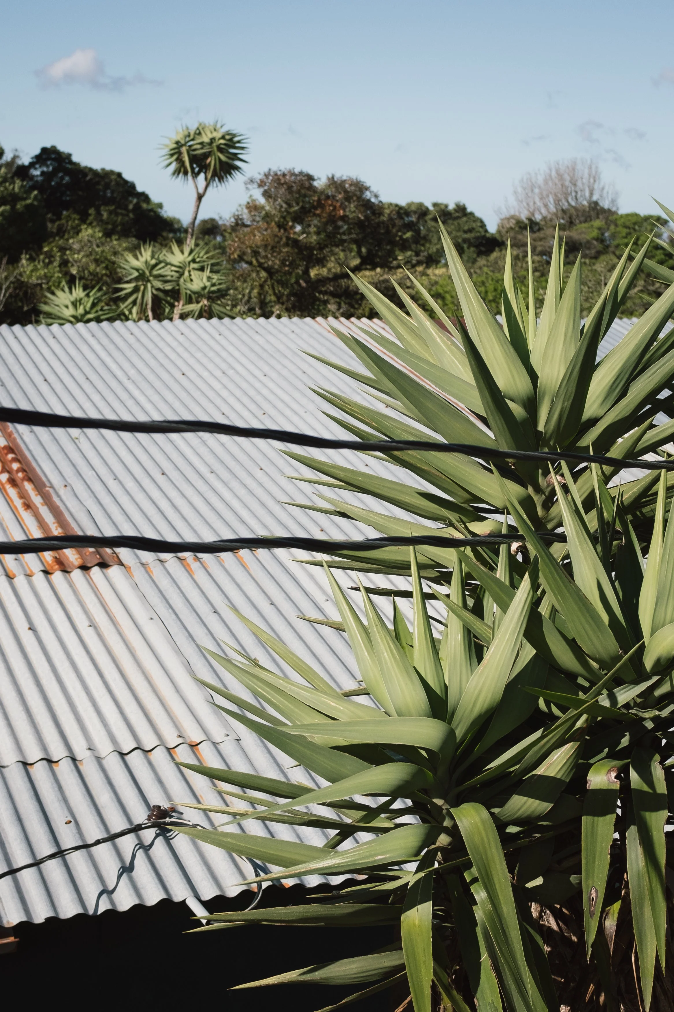 Large green spiky plant in front of corrugated metal roof with cloudy sky and trees in the background.