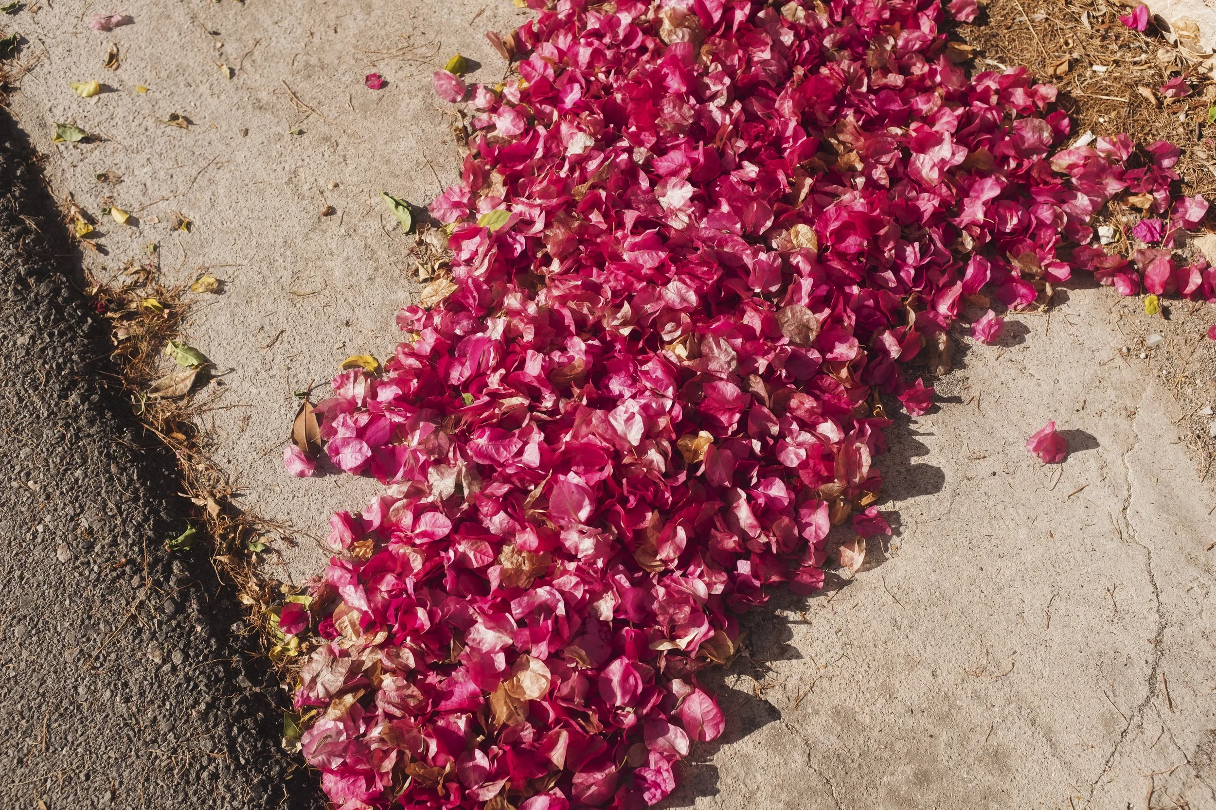 Pink Bougainvillea flowers fallen on the edge of a concrete sidewalk
