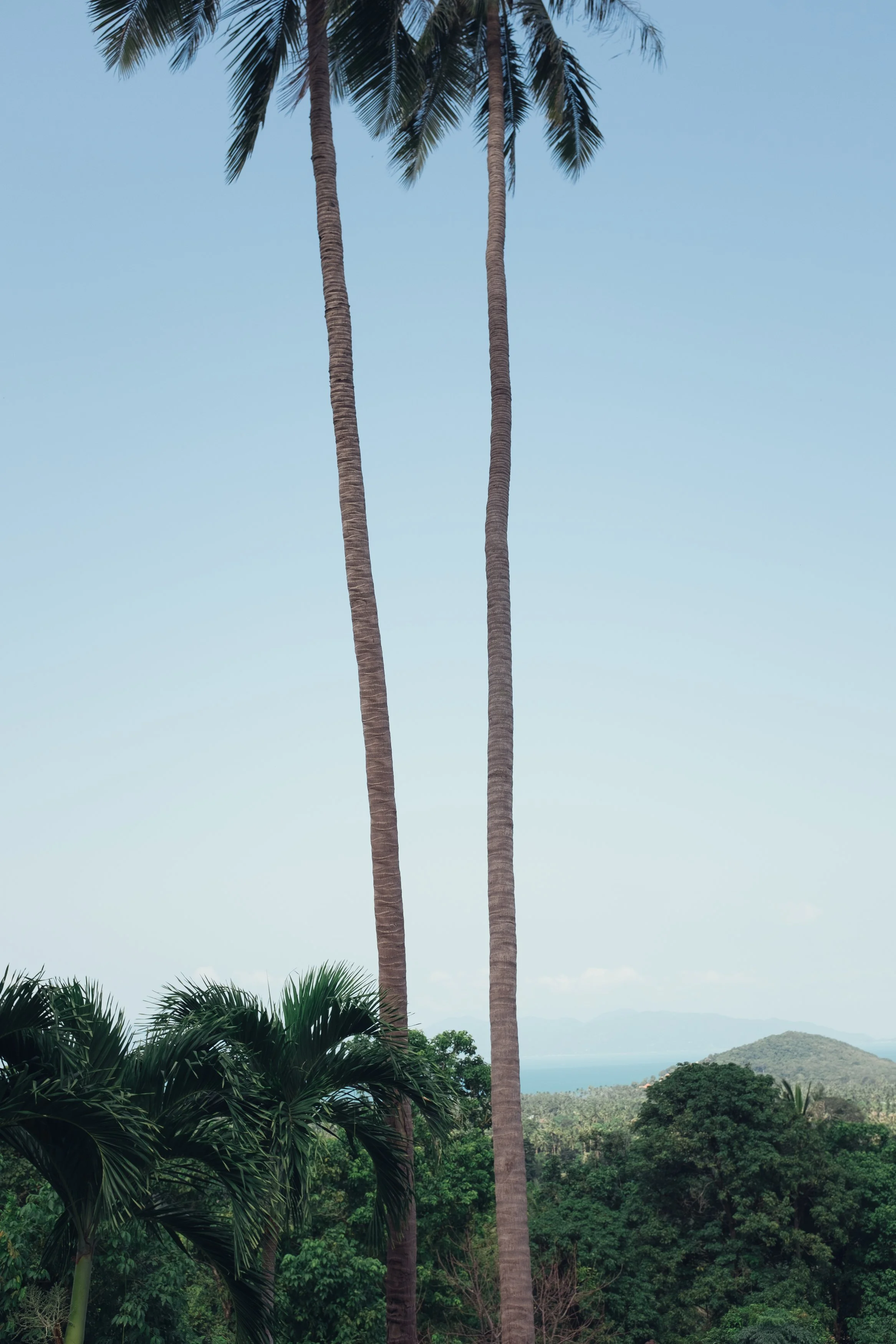 Two tall palm trees with long trunks and green fronds at the top, standing against a clear blue sky, with lush green trees and hills in the background.