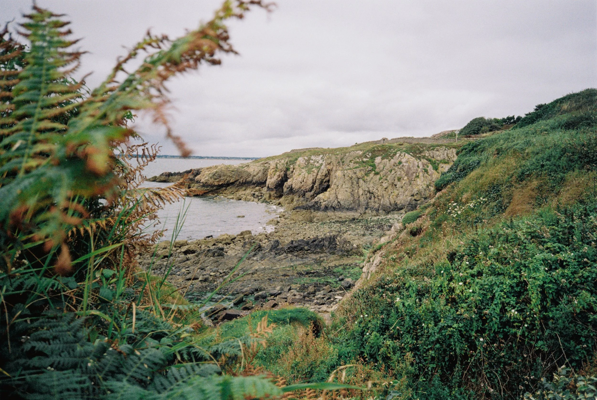 A rocky coastline with green vegetation, bushes, and ferns in the foreground, overlooking the ocean on an overcast day.