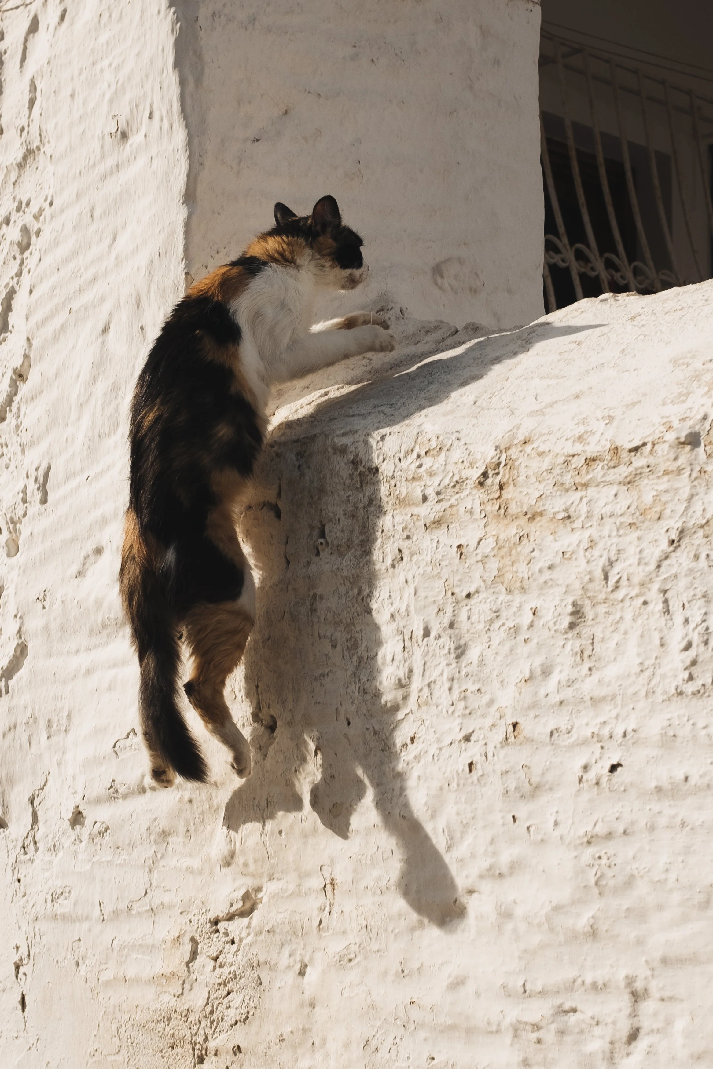 A calico cat climbing a white stone wall, casting a shadow on the surface.