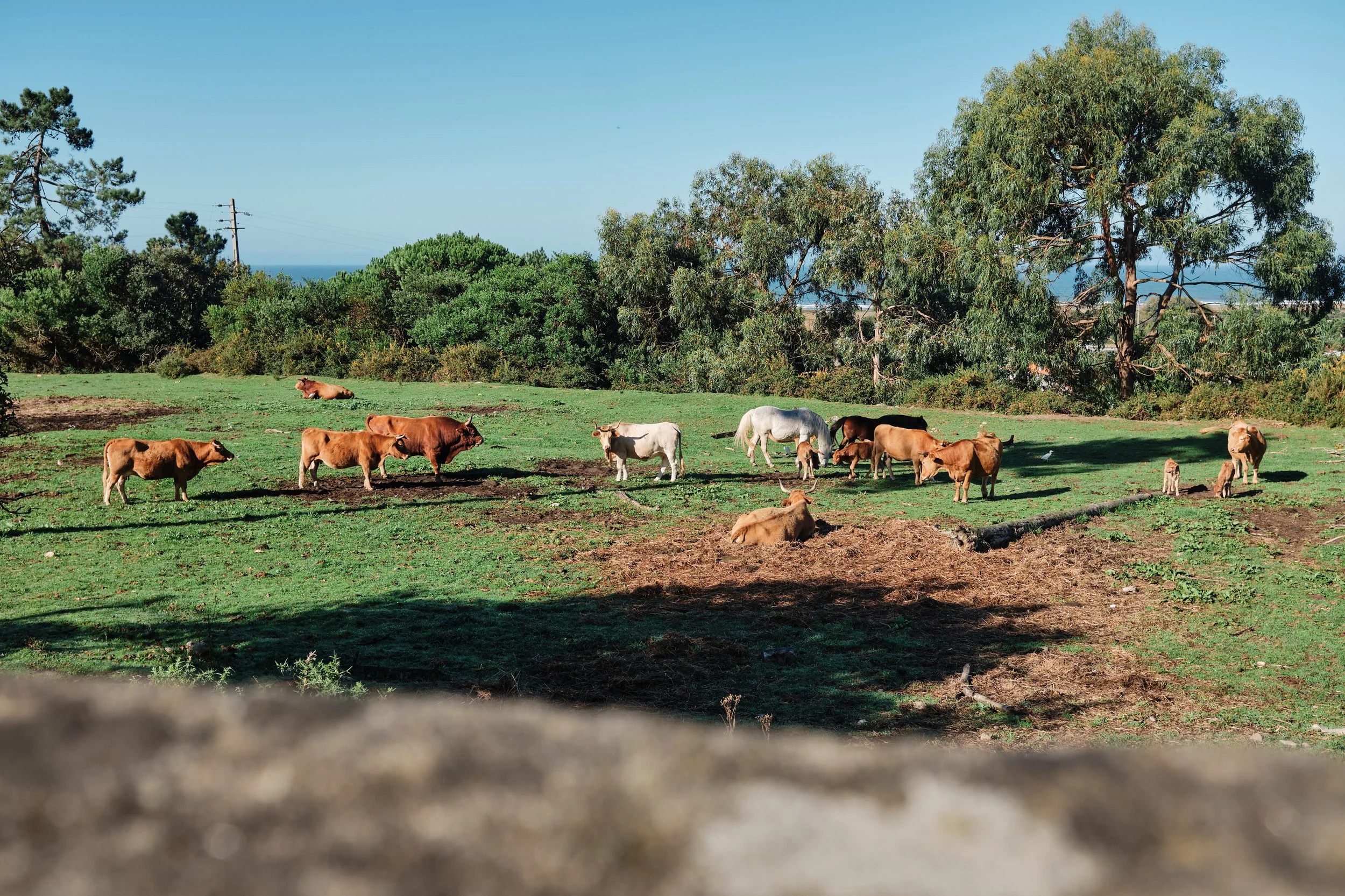 Cows grazing and resting on a grassy field with trees in the background under a clear blue sky.