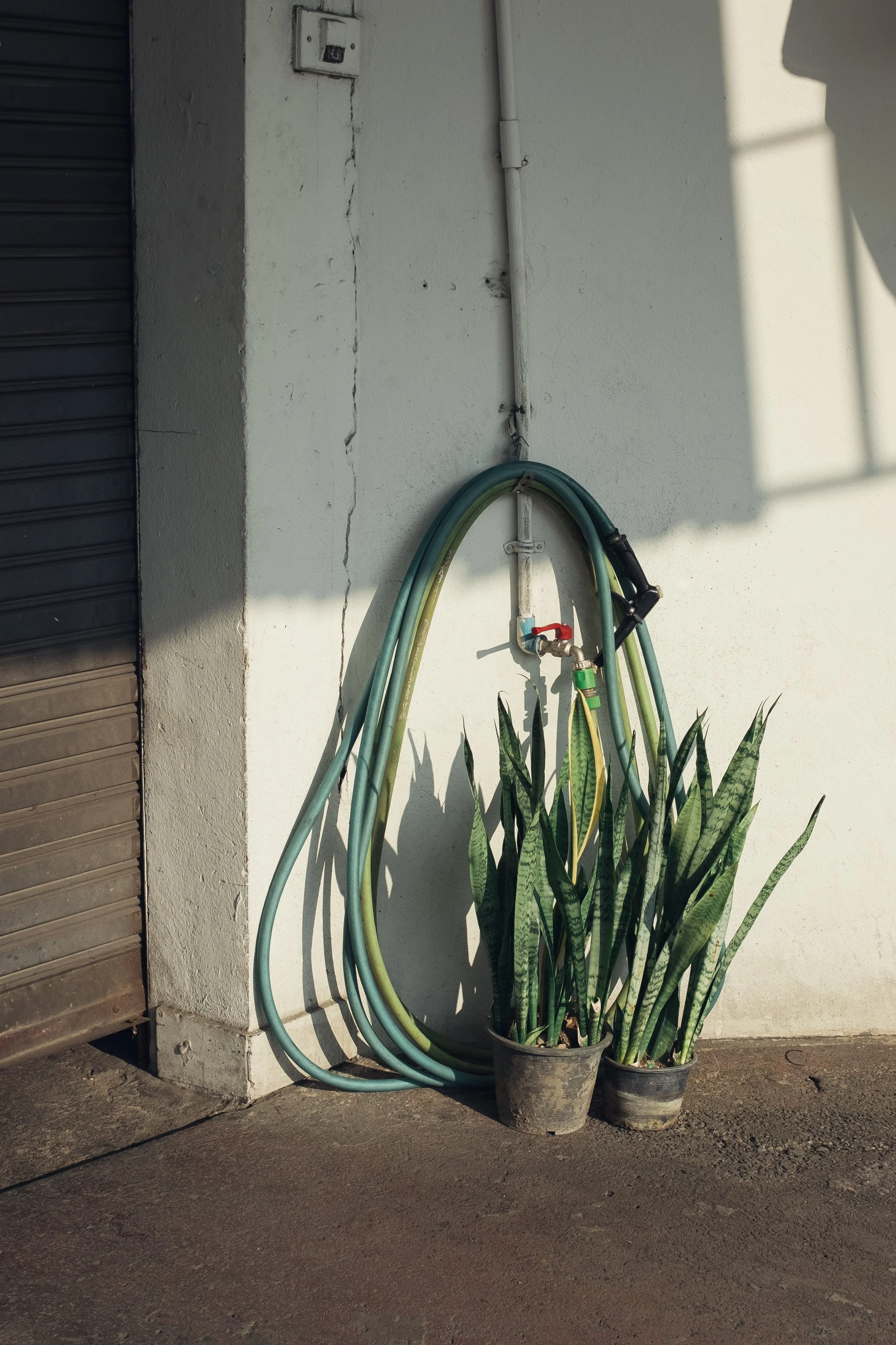 Garden hoses hanging on a wall with two potted snake plants resting against the wall.