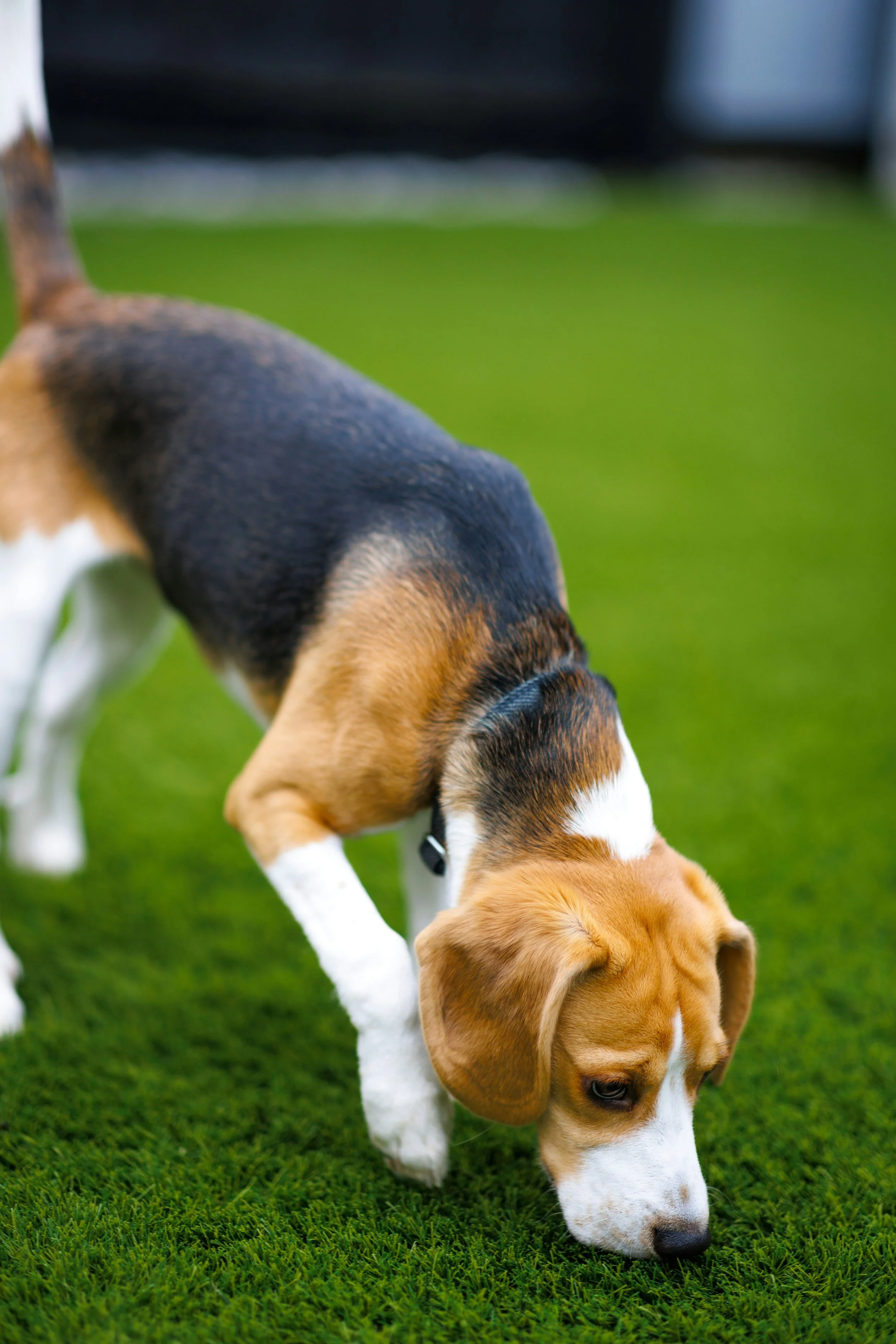 Beagle puppy snuffelt op gras.