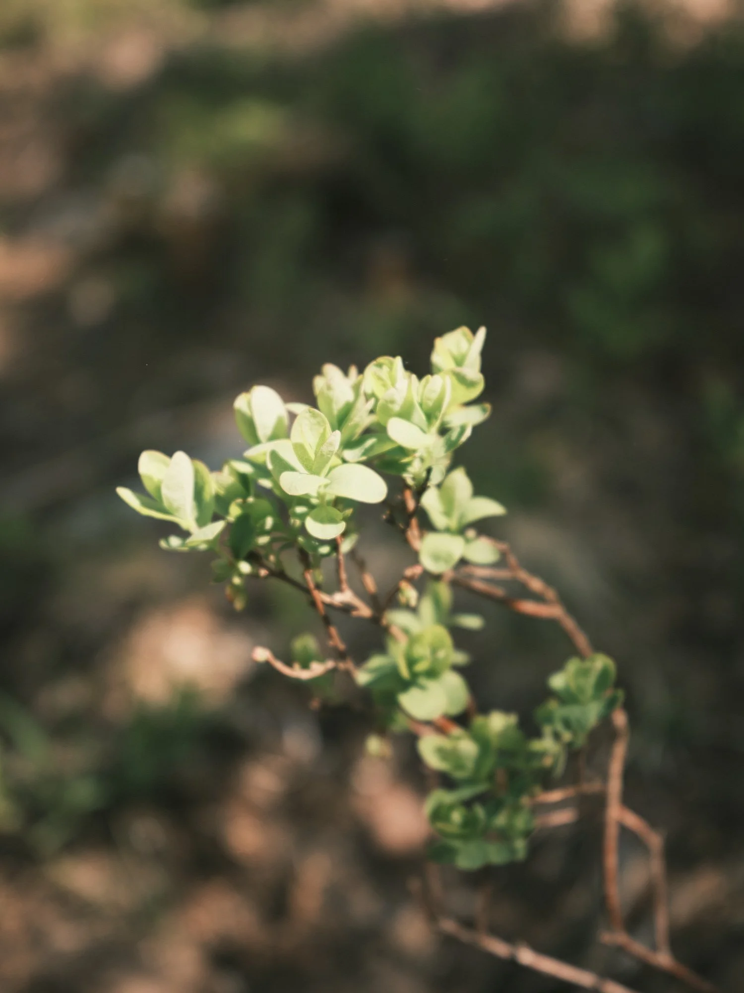 stine_p_joergensen 4.jpg