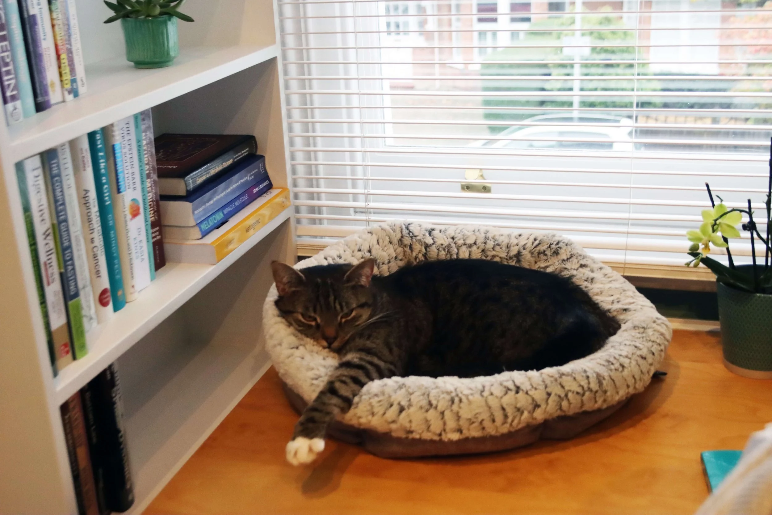 cat joining virtual nutrition meeting