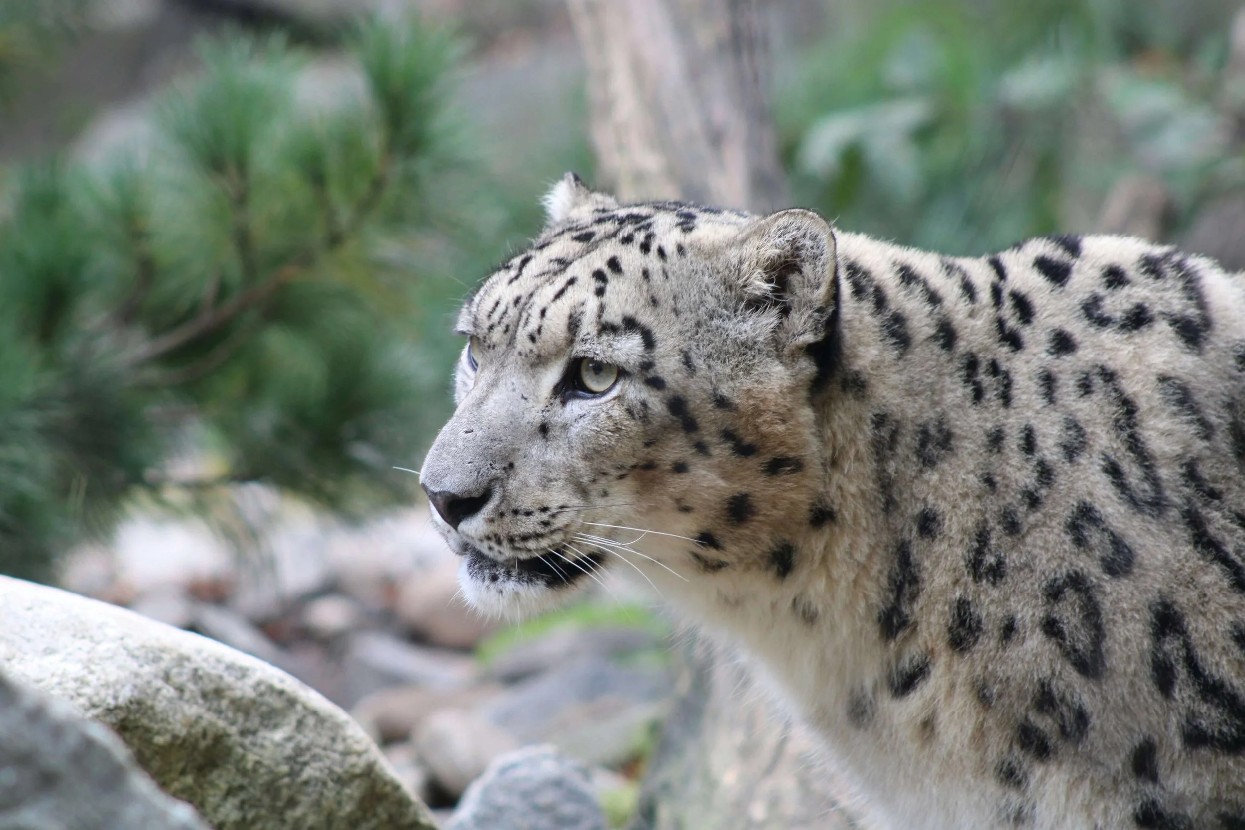snow leopard