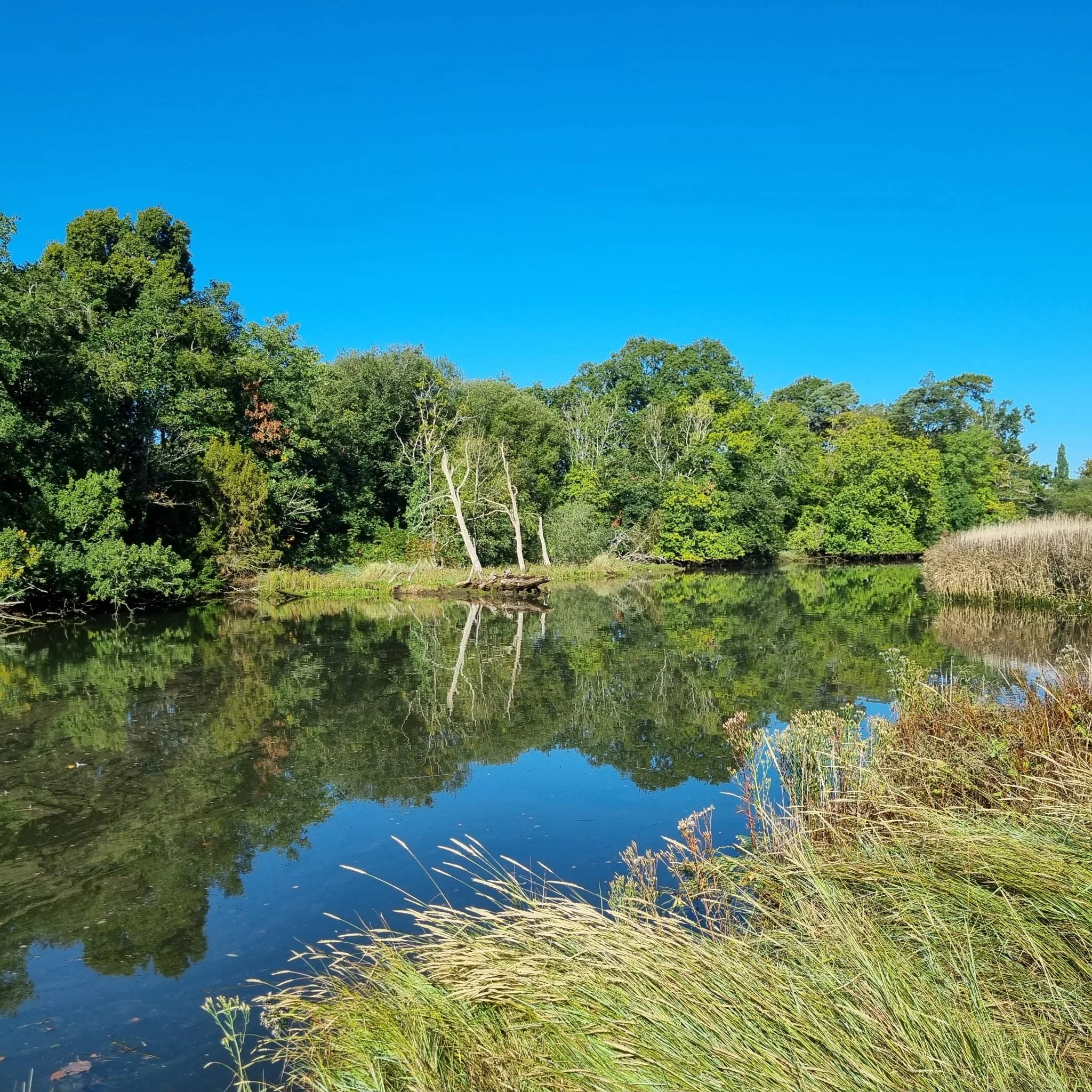 A peaceful river scene with clear blue sky, lush green trees, and their reflection in calm water, with tall grass in the foreground.