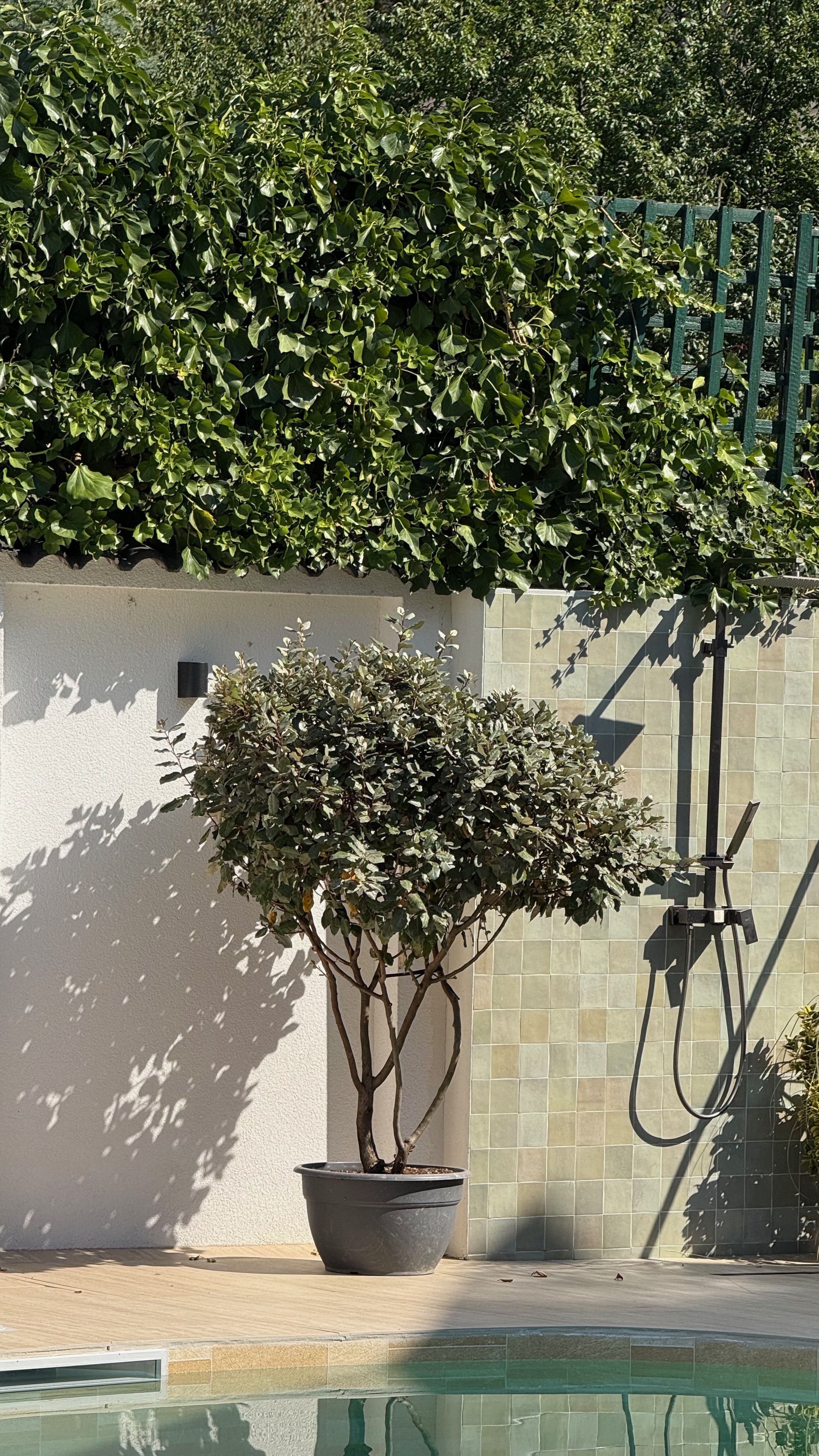 A potted tree with lush green foliage stands beside a white wall, with a background of a tiled wall and a tall hedge. There is an outdoor shower head attached to the tiled wall, and a pool is partially visible at the bottom of the image.