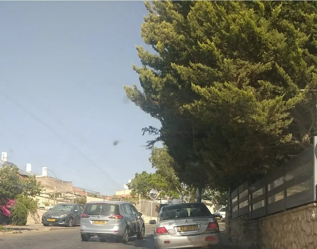 WhatsApp Image 2024-11-21 at 1.20.39 PM.jpeg