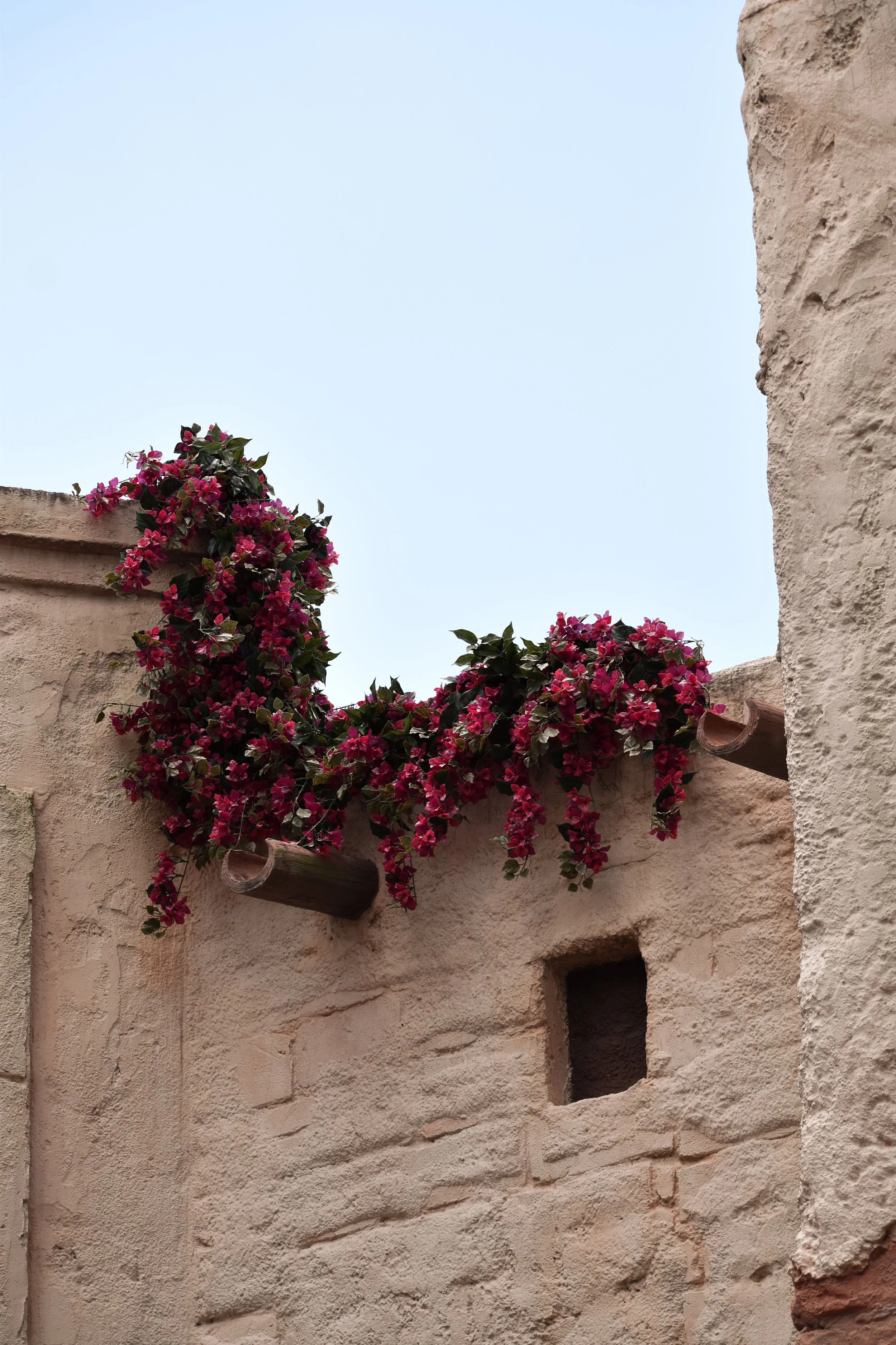 Pink flowering bougainvillaea plant growing on a beige stucco wall with small square window and clear blue sky in the background.