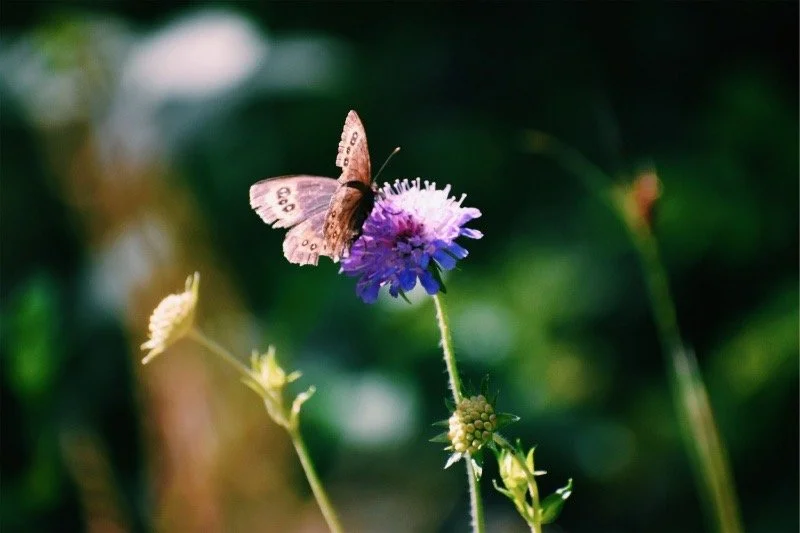 A pink and brown butterfly perched on a purple wildflower.