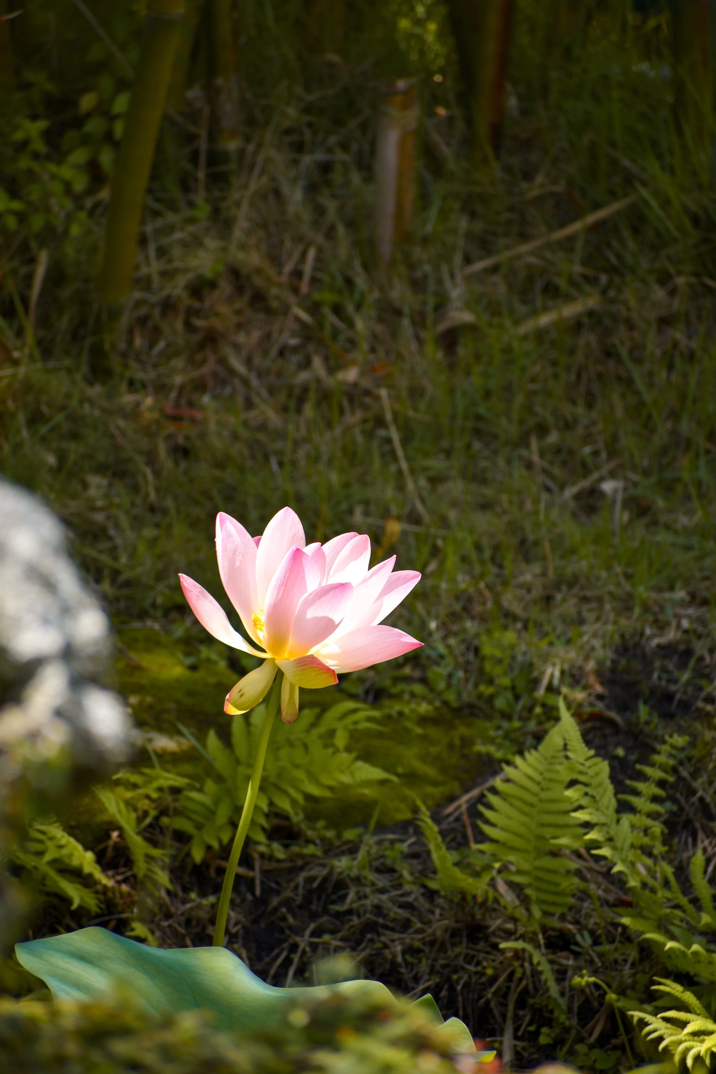 A pink lotus flower blooming in a green, natural setting with ferns and grass.