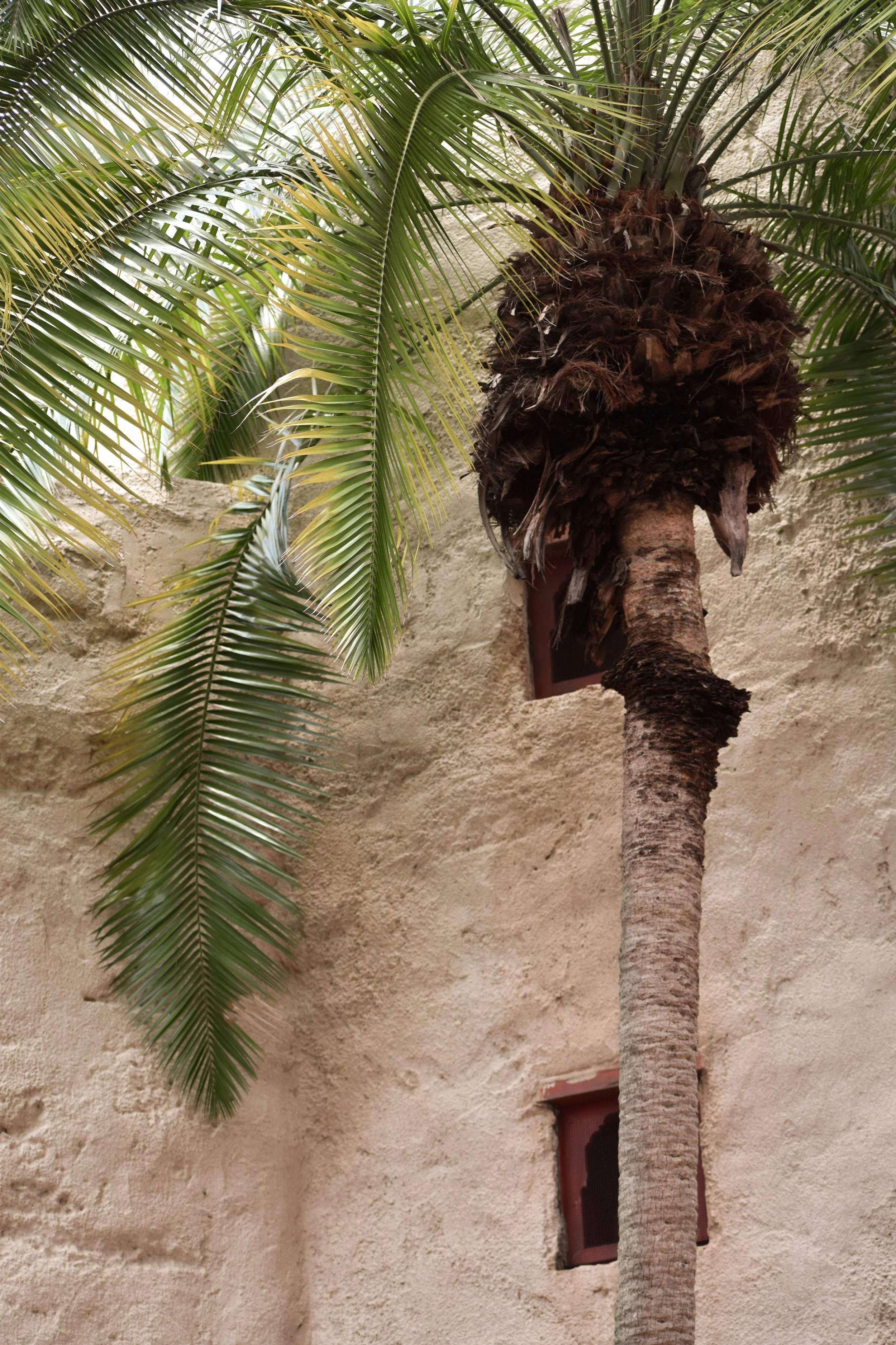 A tall palm tree with green fronds hanging down in front of a textured beige wall with two small, square windows. The tree has a thick trunk with brown, fibrous foliage at the top.
