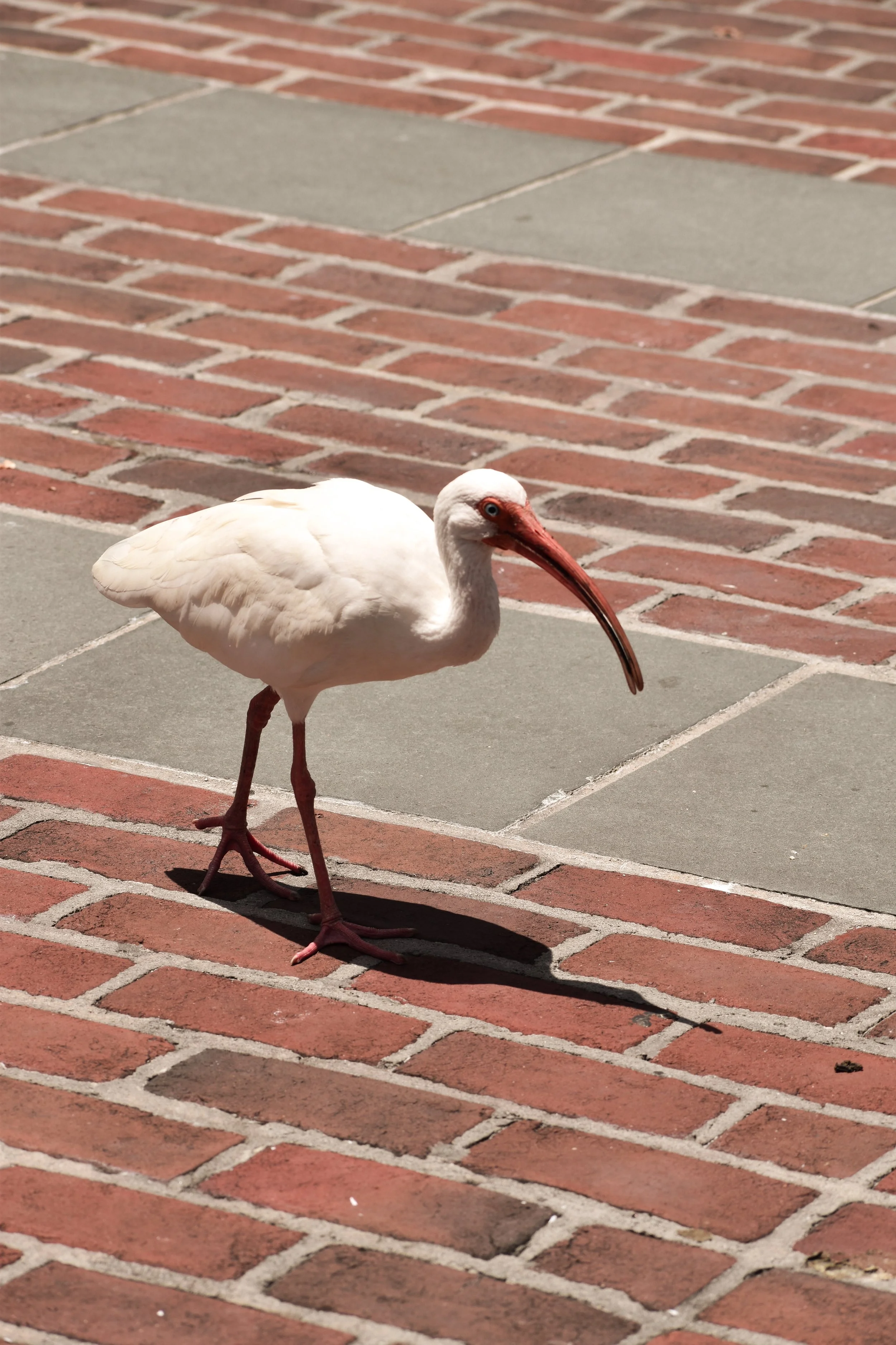 A white stork with a long red beak and pink legs walking on a sidewalk made of red bricks and gray concrete tiles.