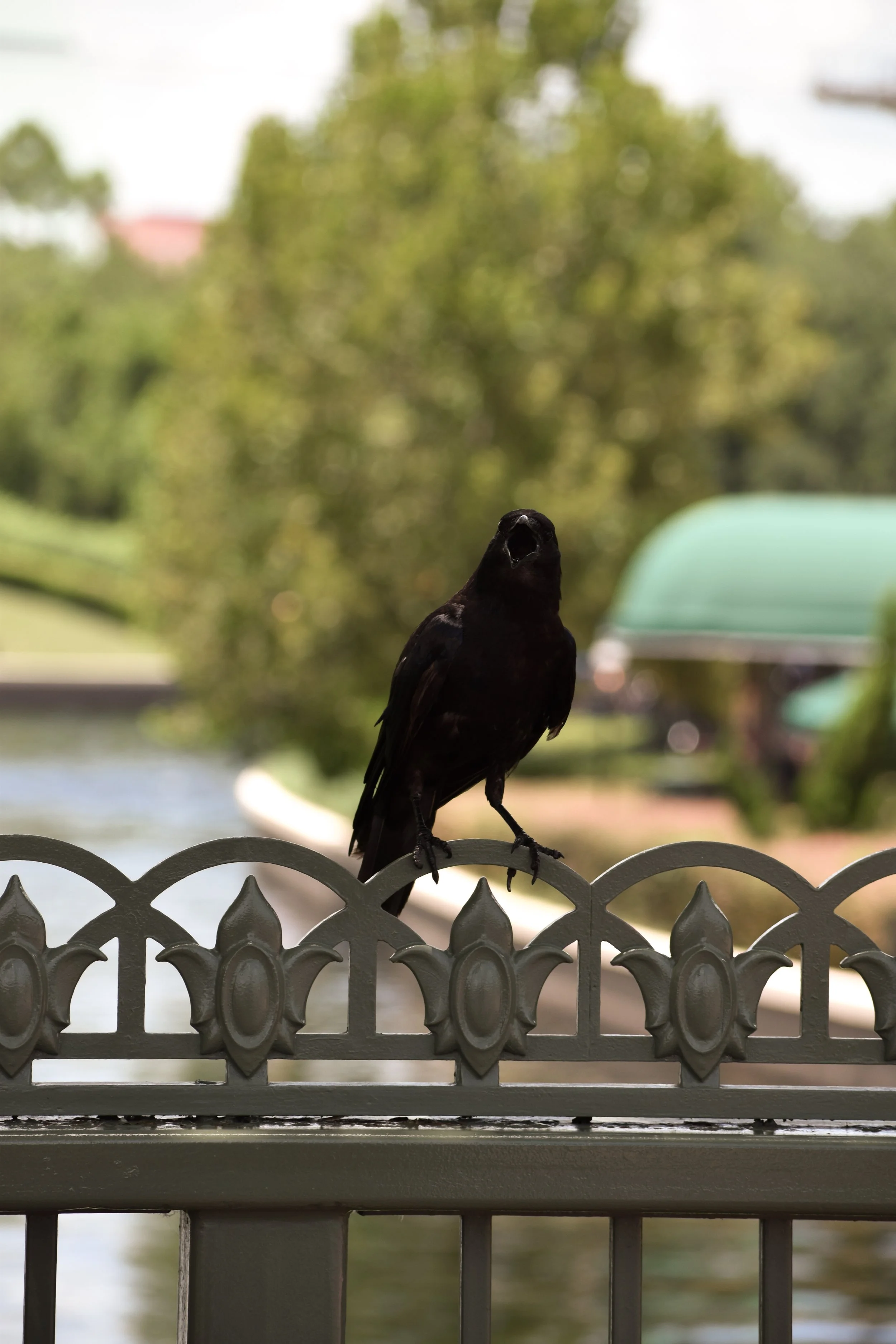 A black bird, possibly a crow or raven, perched on a metal fence with decorative floral patterns, near a body of water on a sunny day with trees in the background.