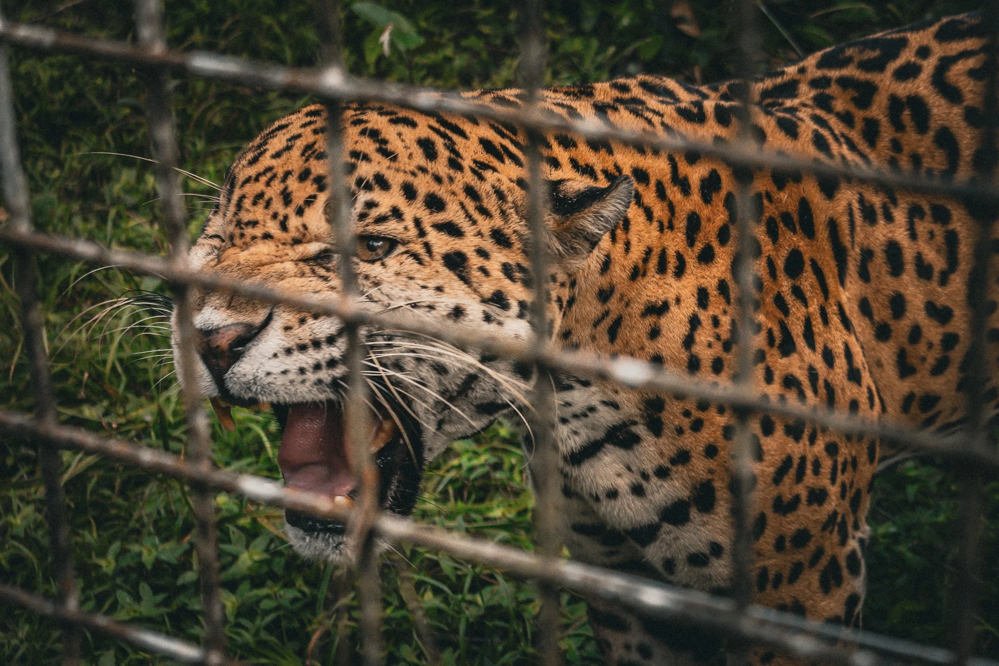 The Belize Zoo: Wildlife, Conservation, and Stories of Belize’s Native Species