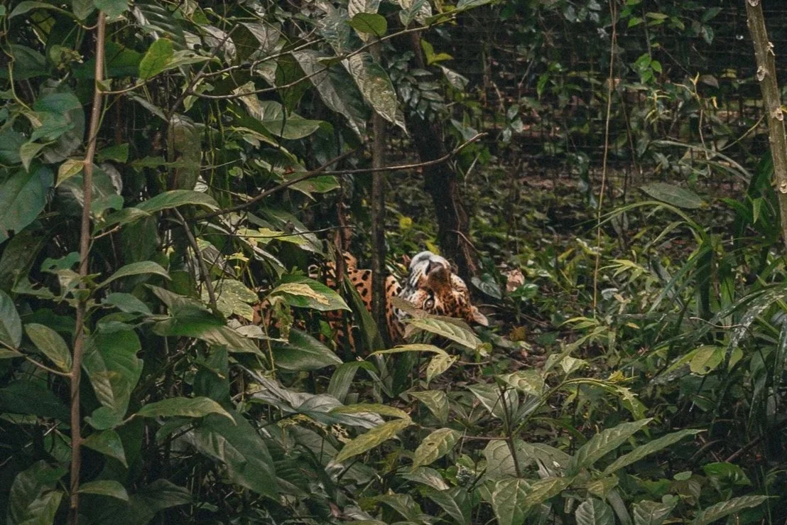 The Belize Zoo: Wildlife, Conservation, and Stories of Belize’s Native Species