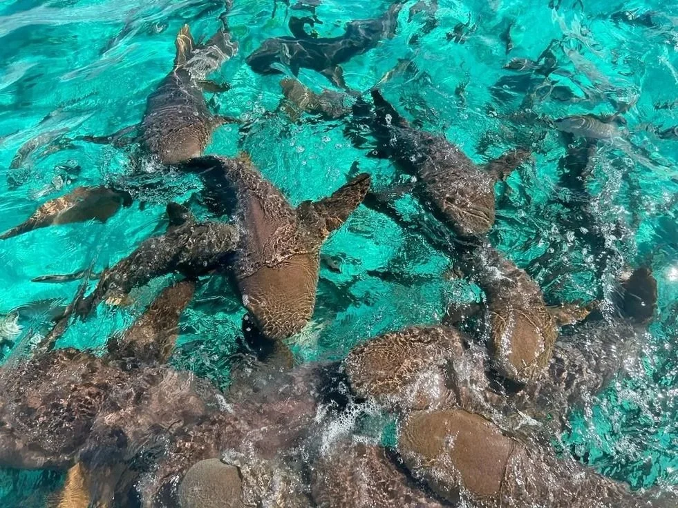 Caye Caulker Day Trip from Belize City: Shark Ray Alley, Coral Gardens, and Feeding the Tarpons