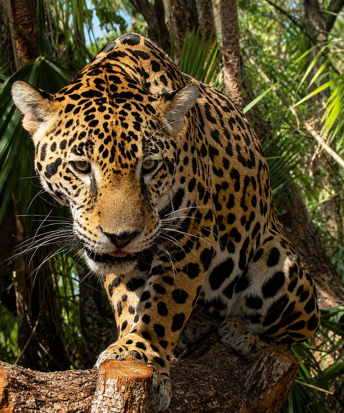 Mountain Pine Ridge and the Belize Zoo: Two Underrated Stops on One Perfect Day