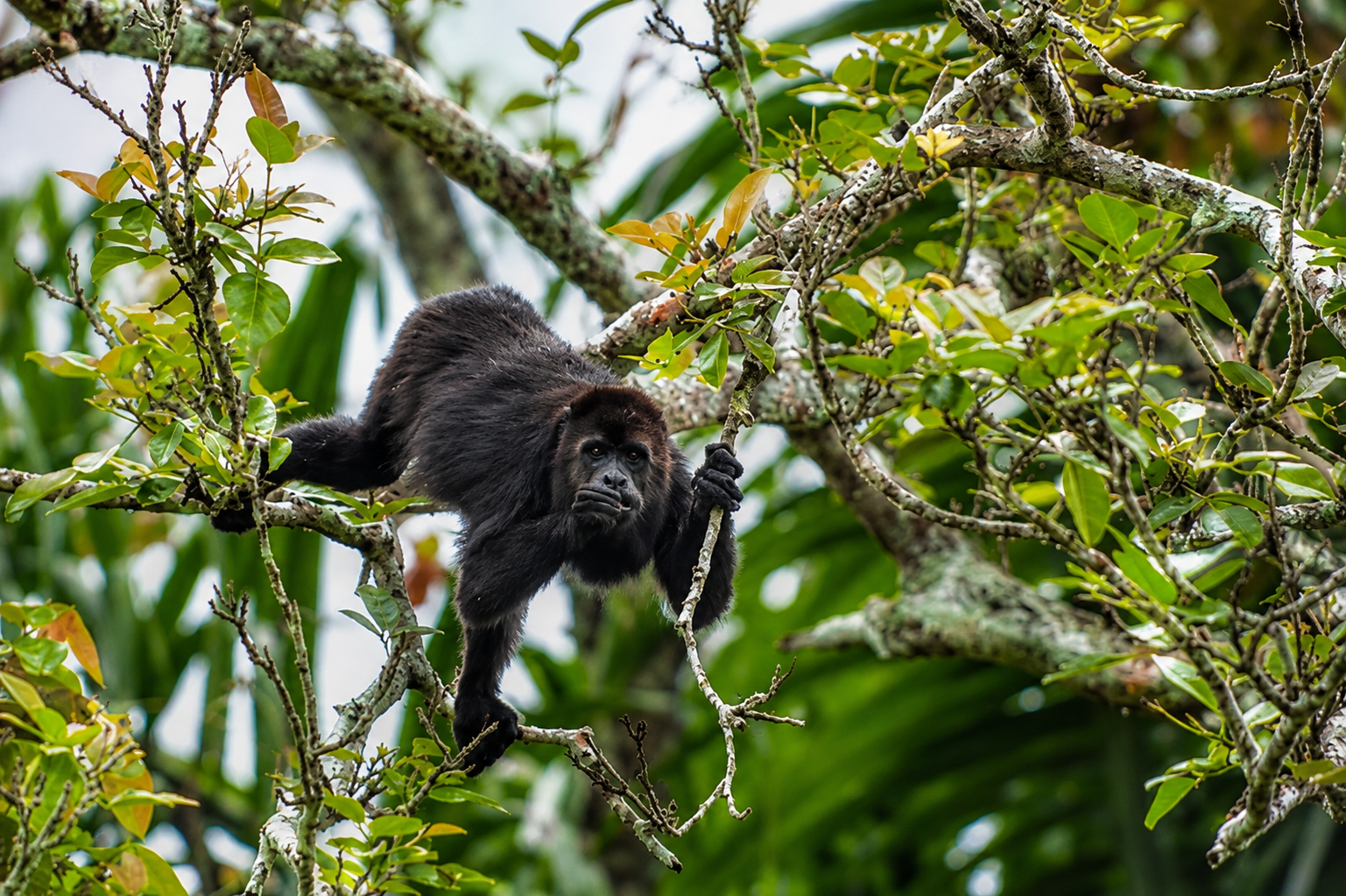 The Baboon Sanctuary Belize: The Day Trip Most Visitors Miss