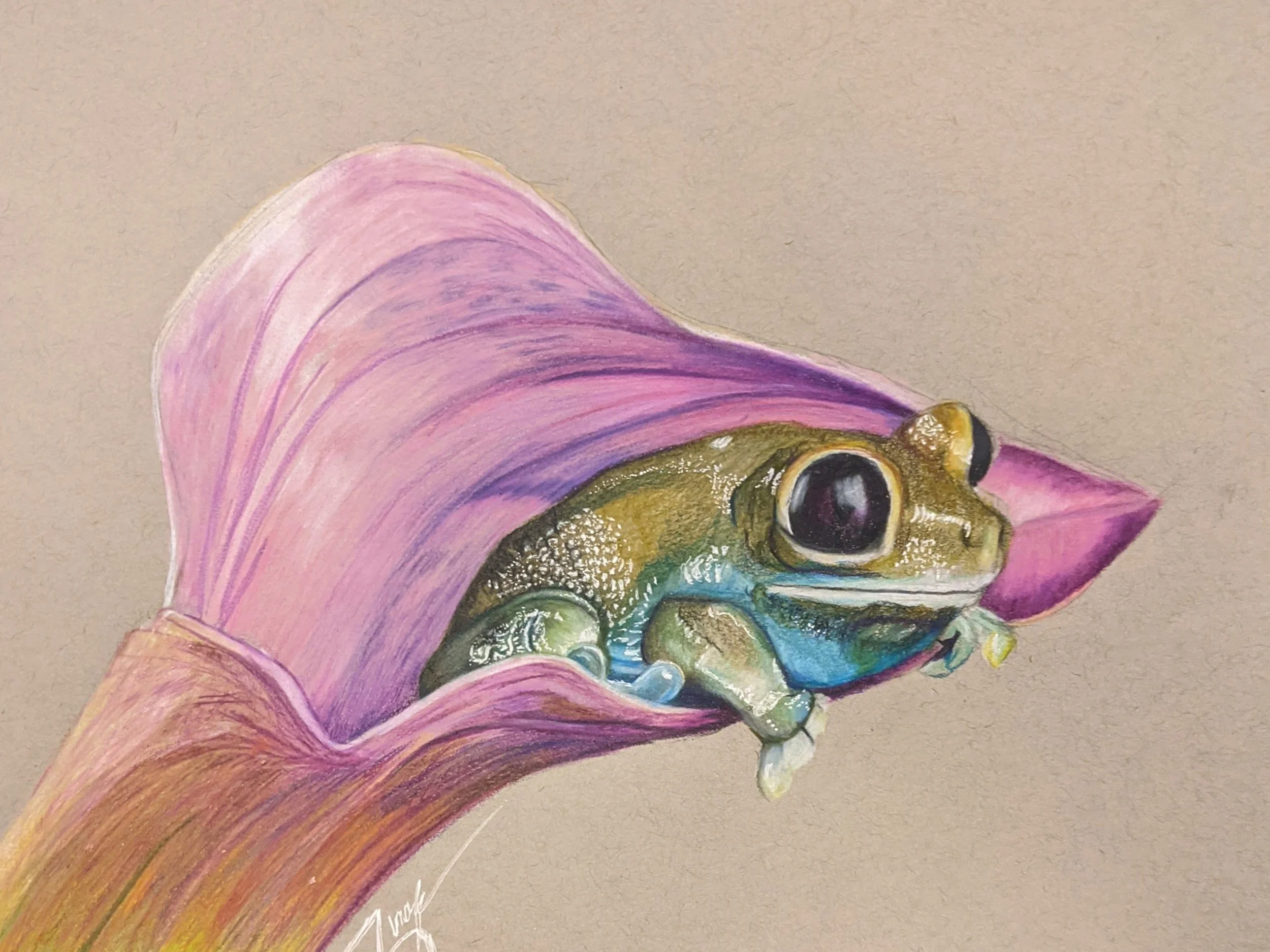 Painting of a frog nestled in a purple flower petal