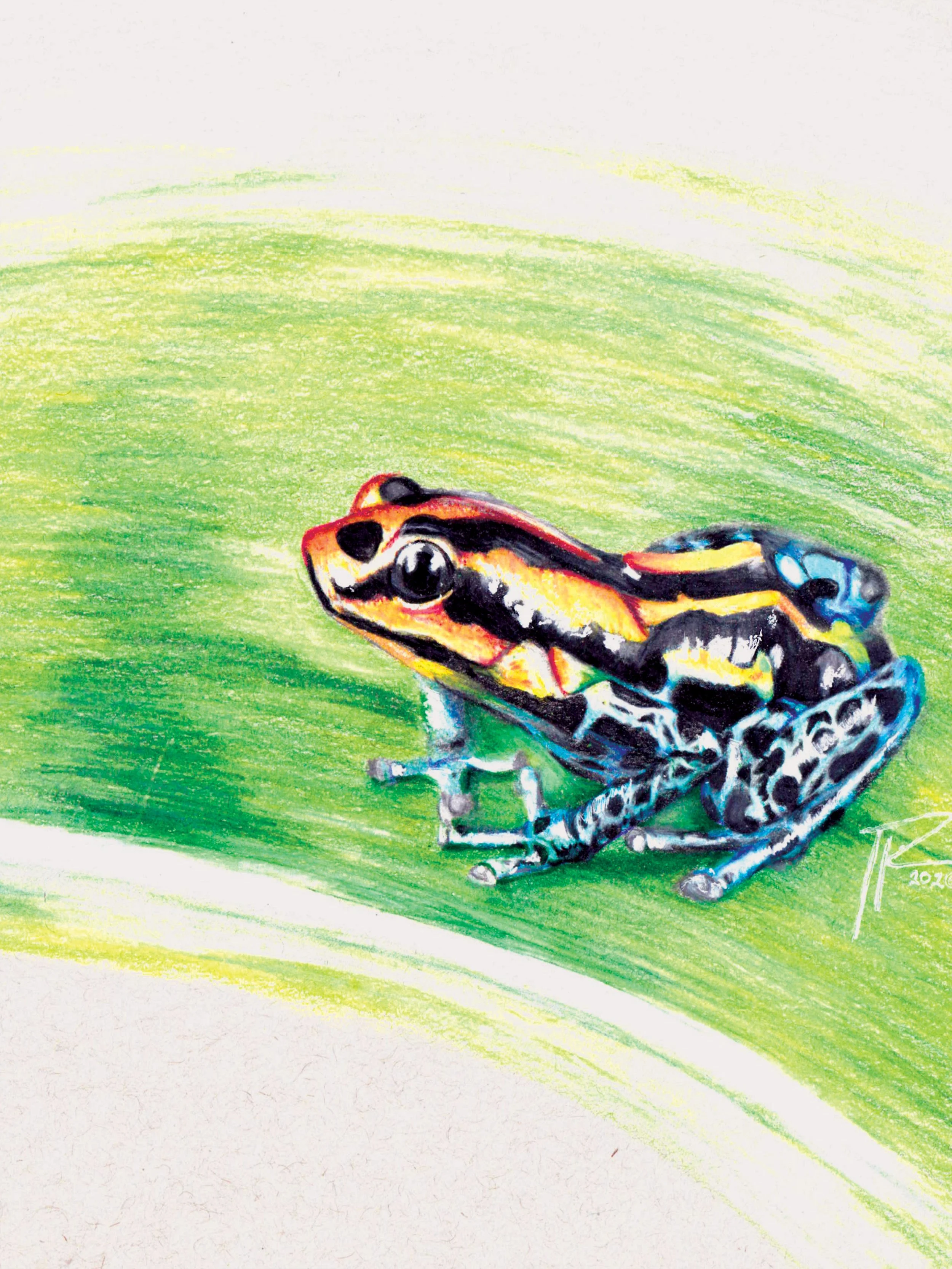 RGB_orange frog.jpg